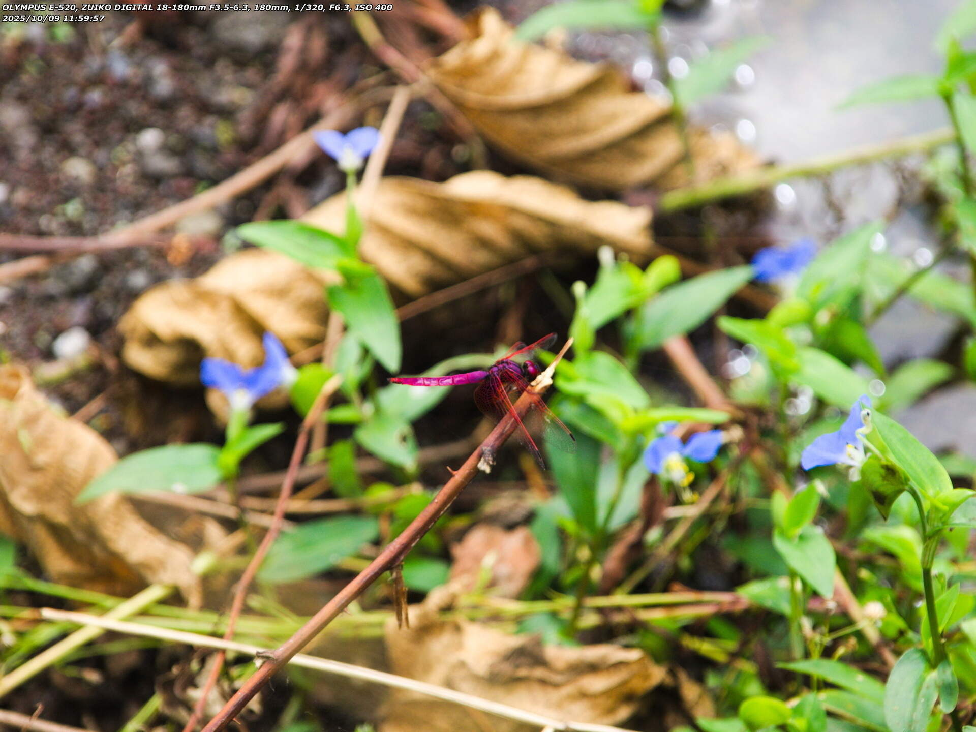 境川(別府市) ベニトンボ