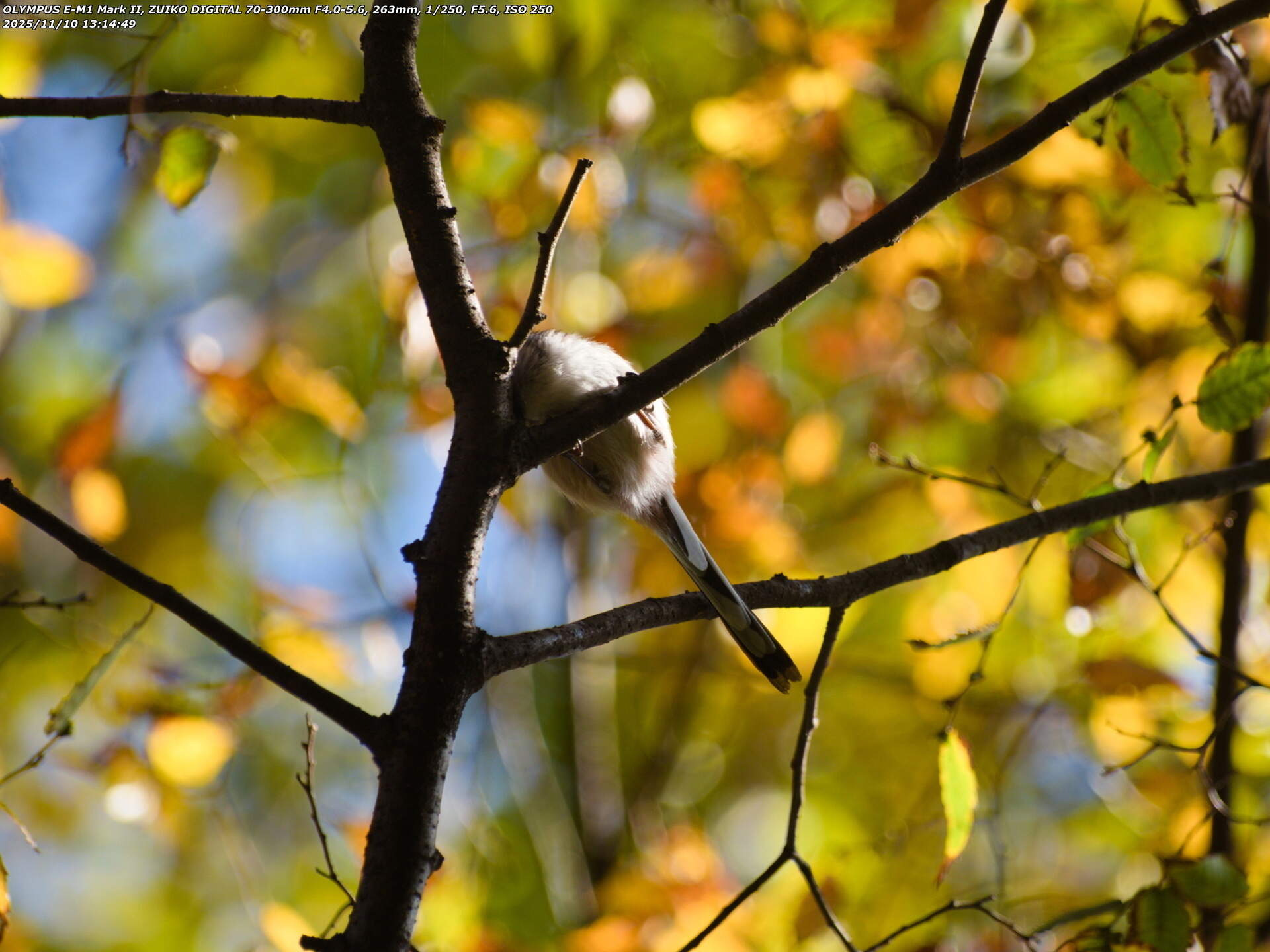 南立石公園町(別府市) エナガ