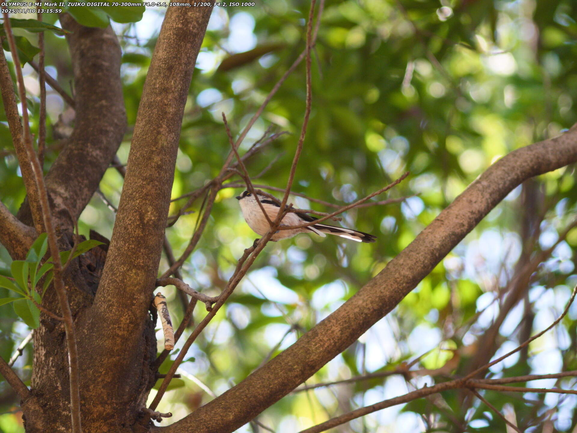 南立石公園町(別府市) エナガ