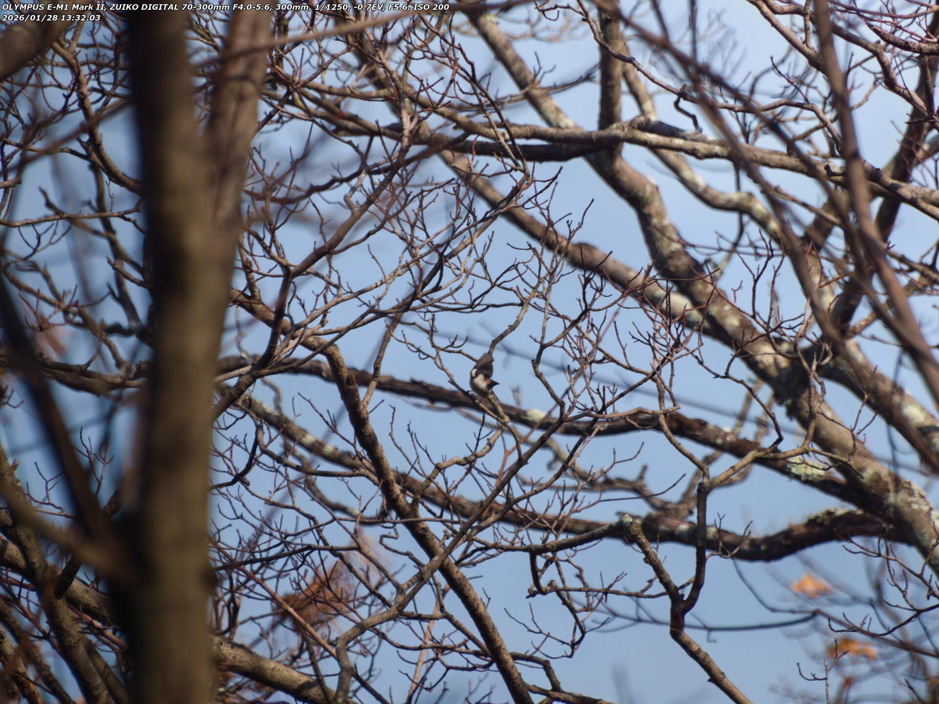 南立石公園町(別府市) エナガ 南立石公園町(別府市) エナガ