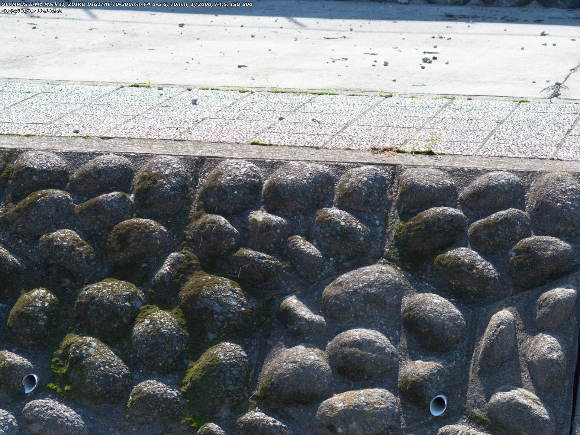 境川(別府市) ギンヤンマ