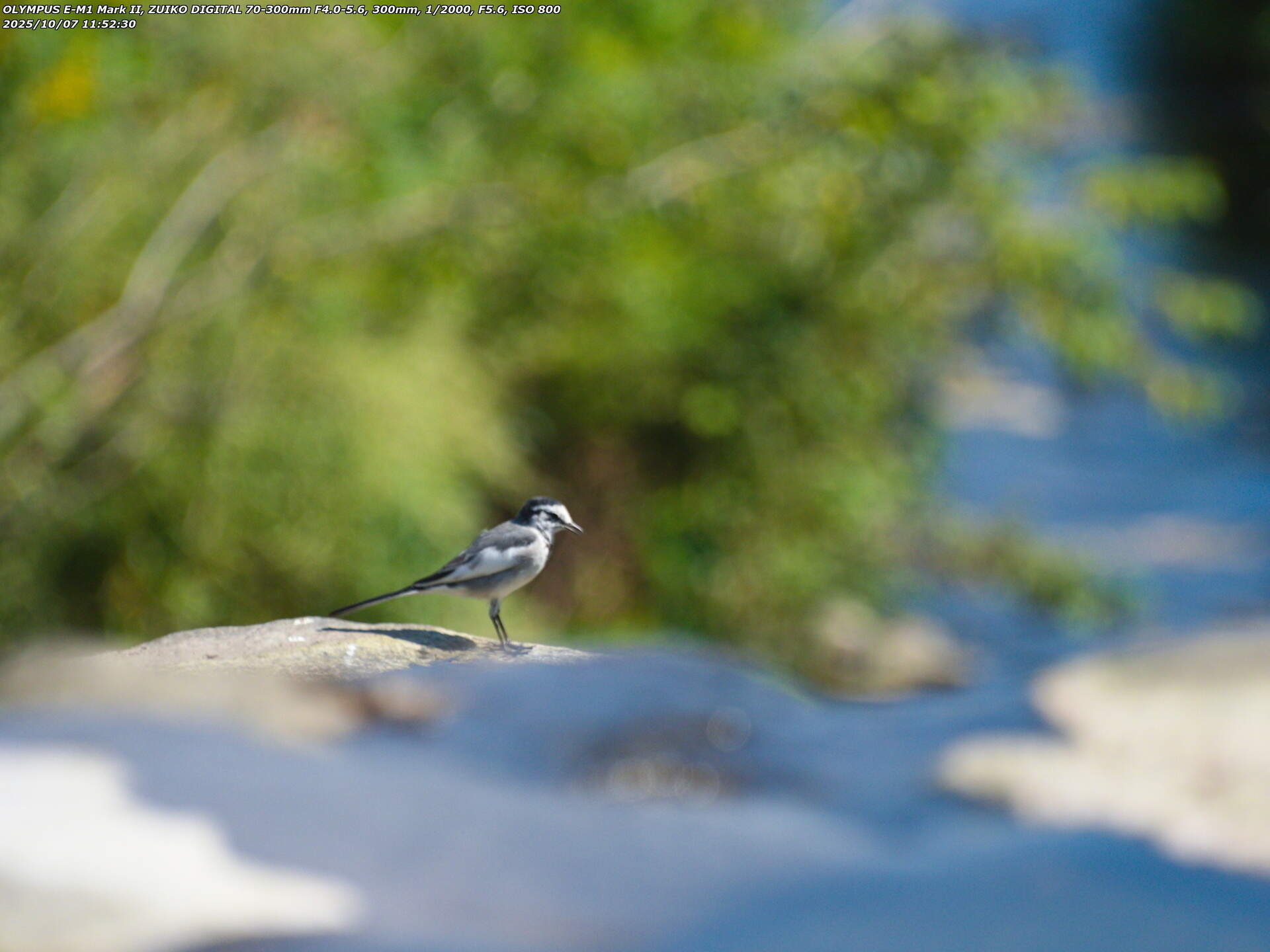 境川(別府市) ハクセキレイ