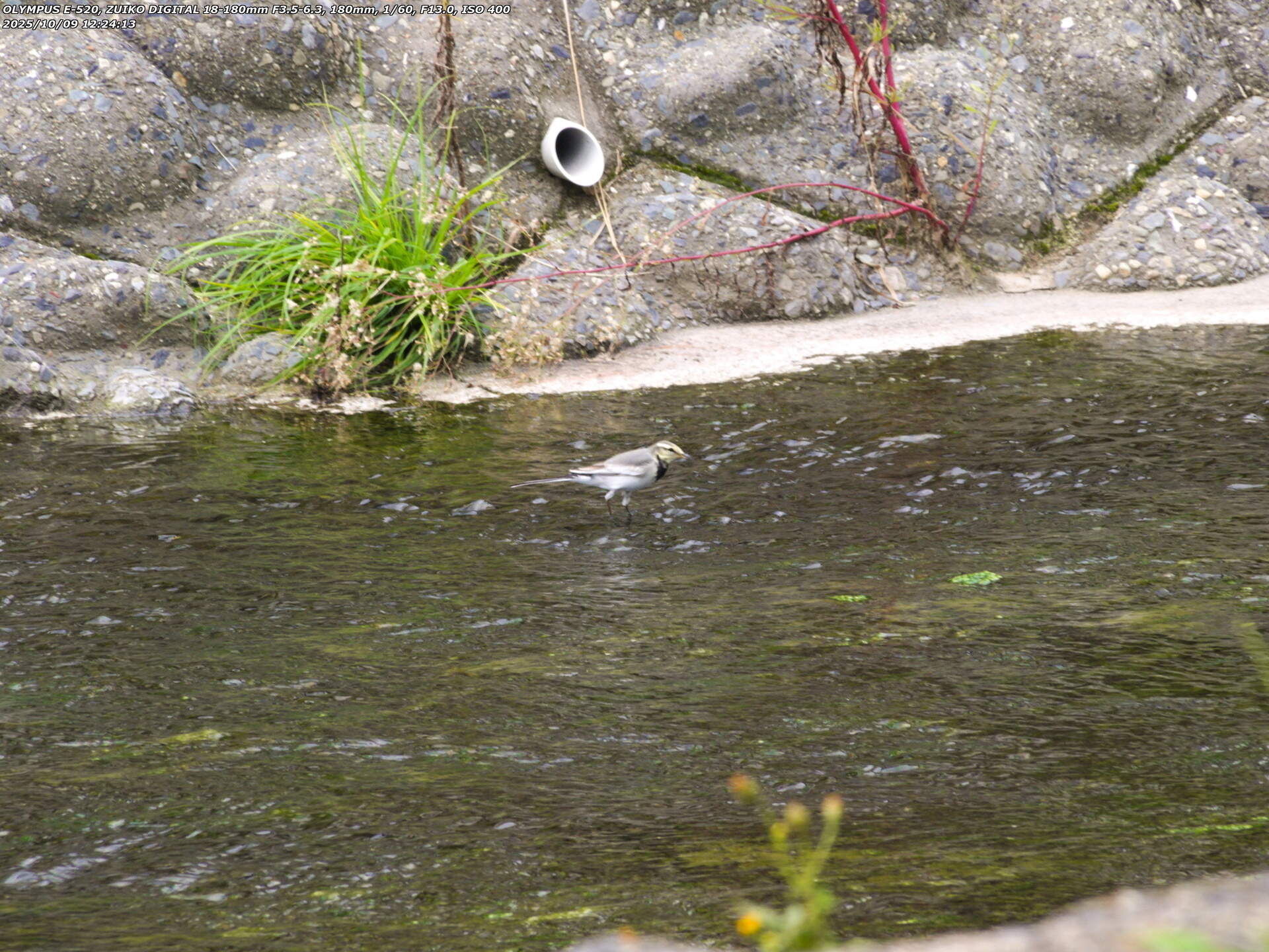 境川(別府市) ハクセキレイ