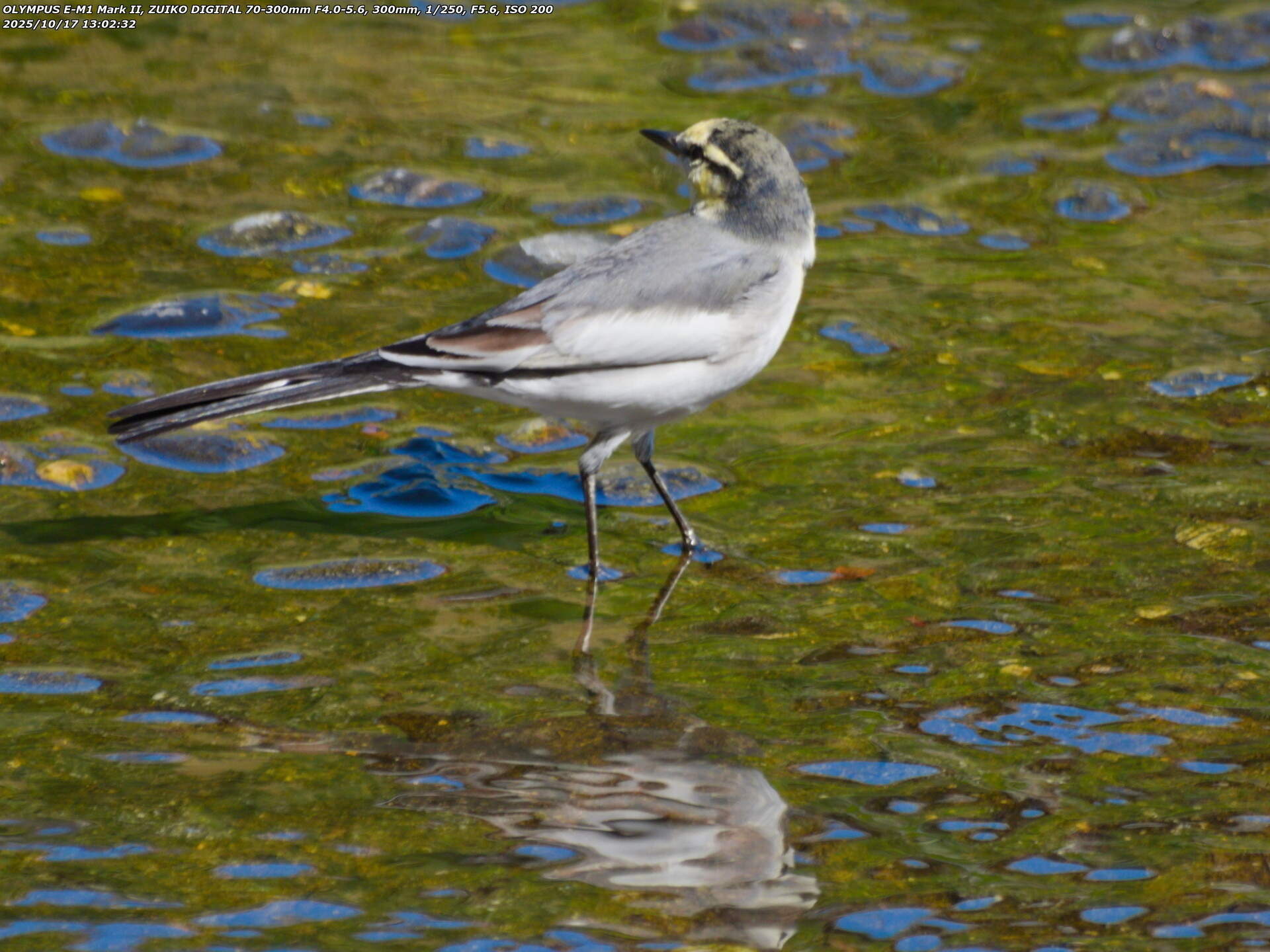 境川(別府市) ハクセキレイ