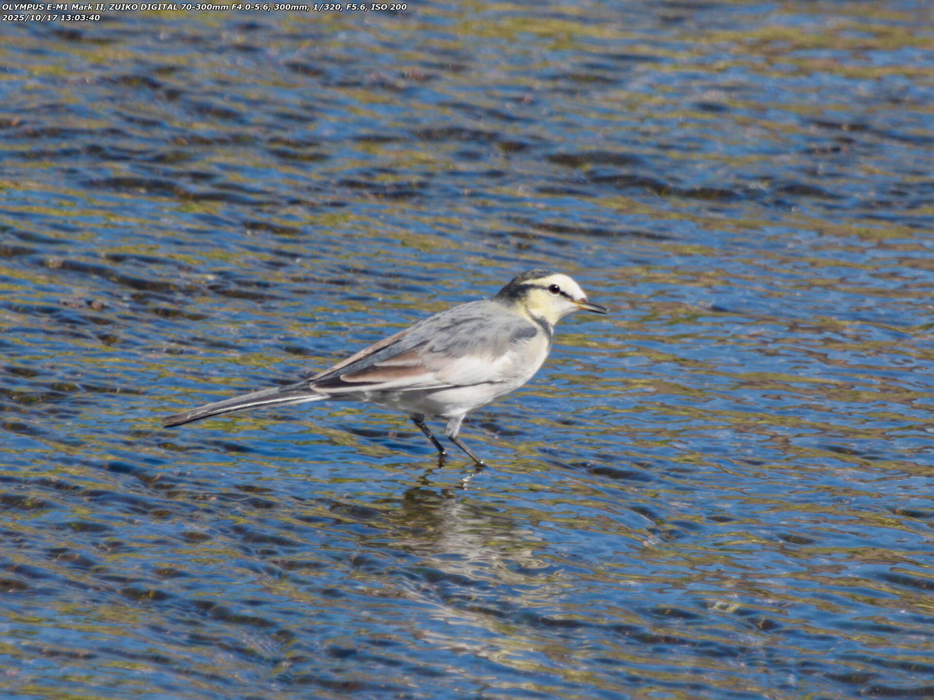 境川(別府市) ハクセキレイ