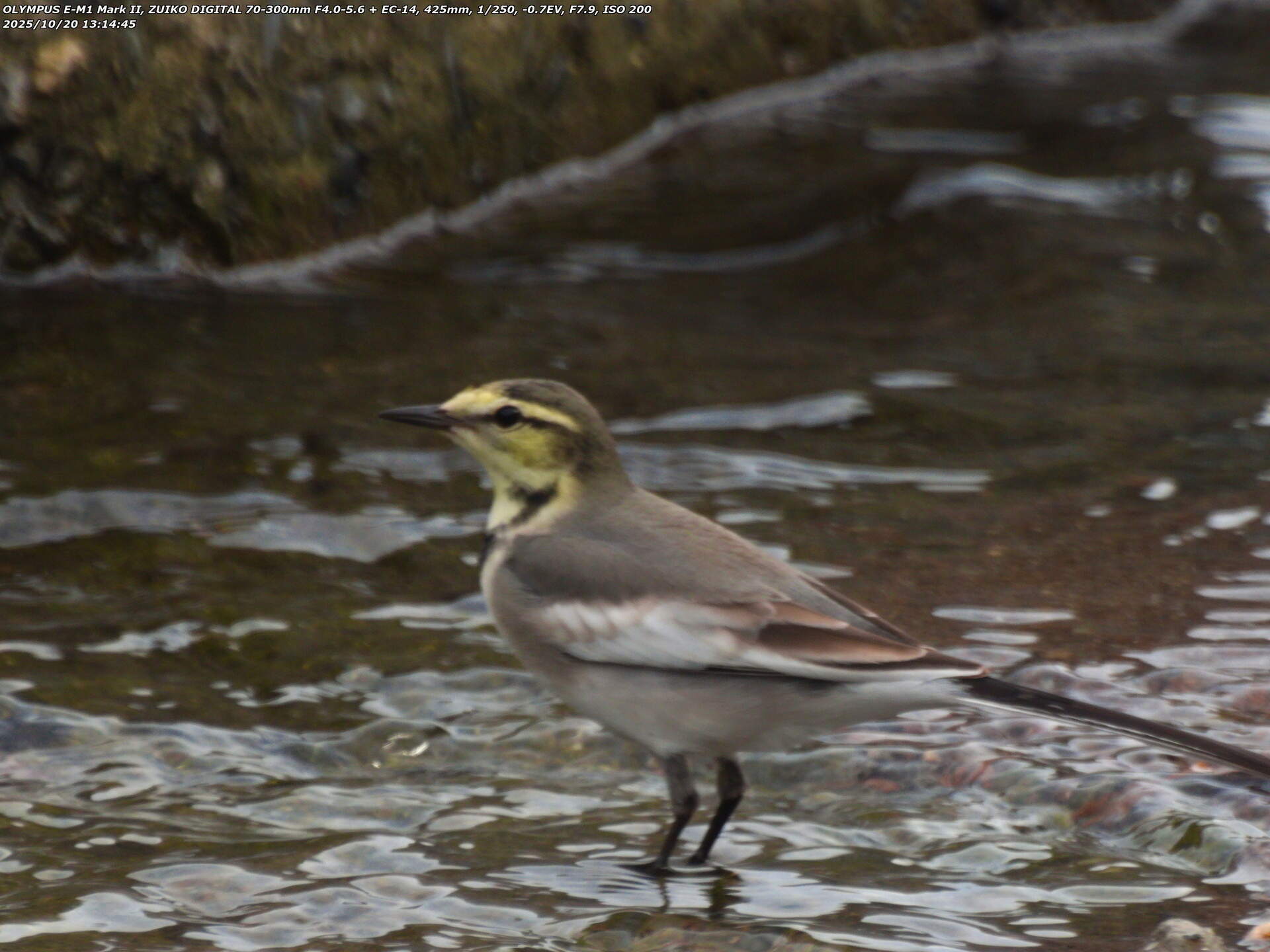境川(別府市) ハクセキレイ