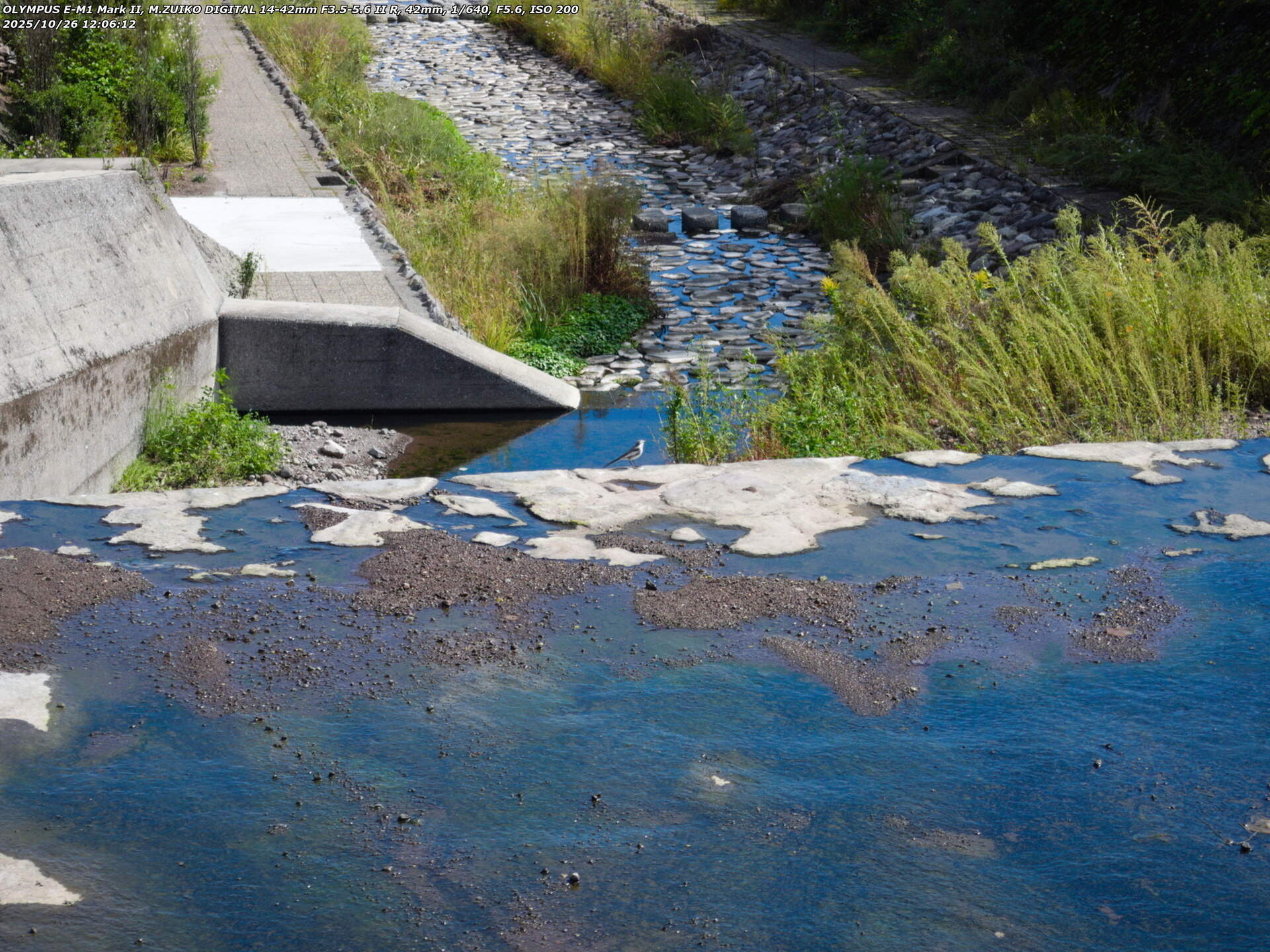 境川(別府市) ハクセキレイ