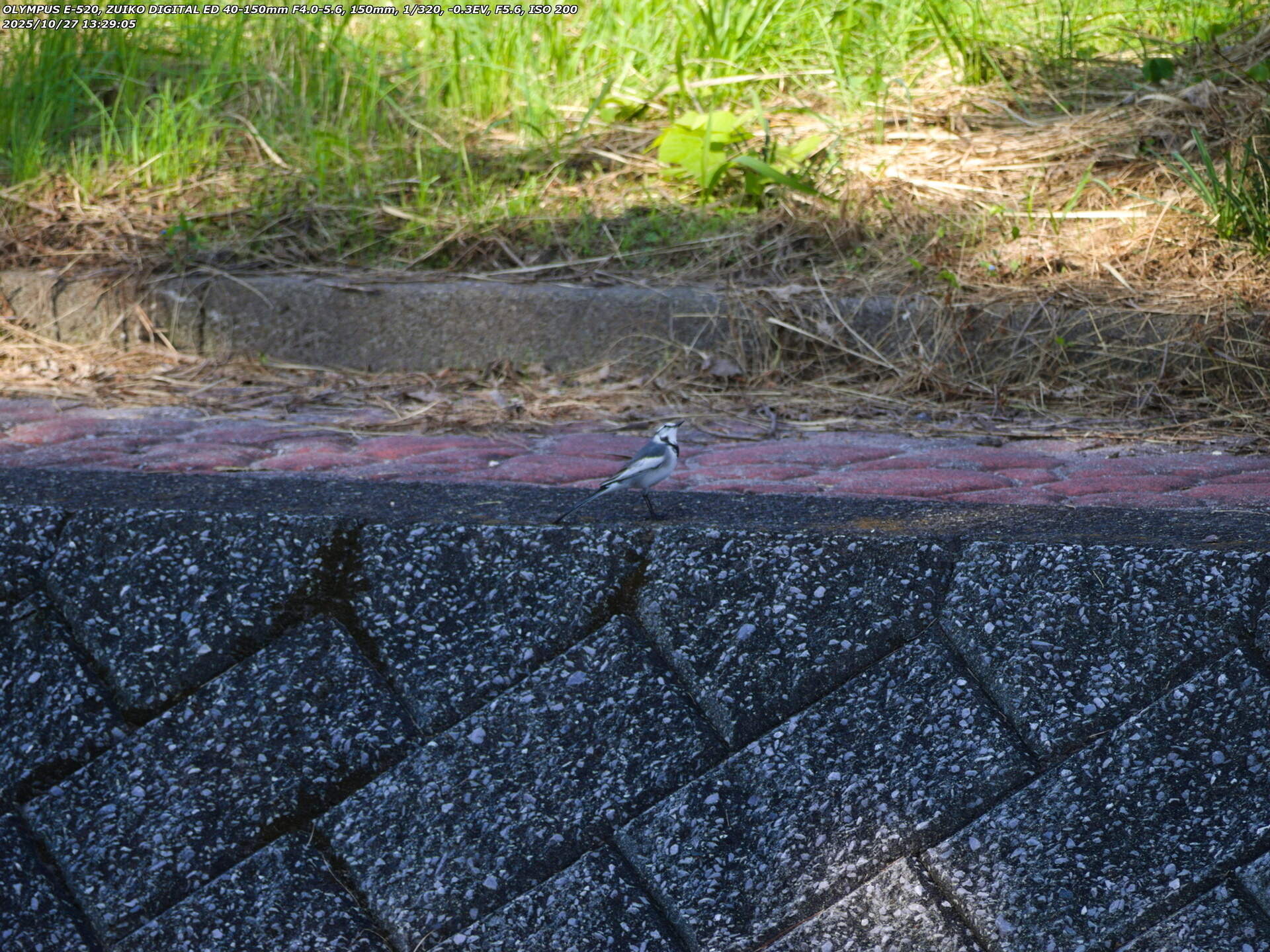 境川(別府市) ハクセキレイ