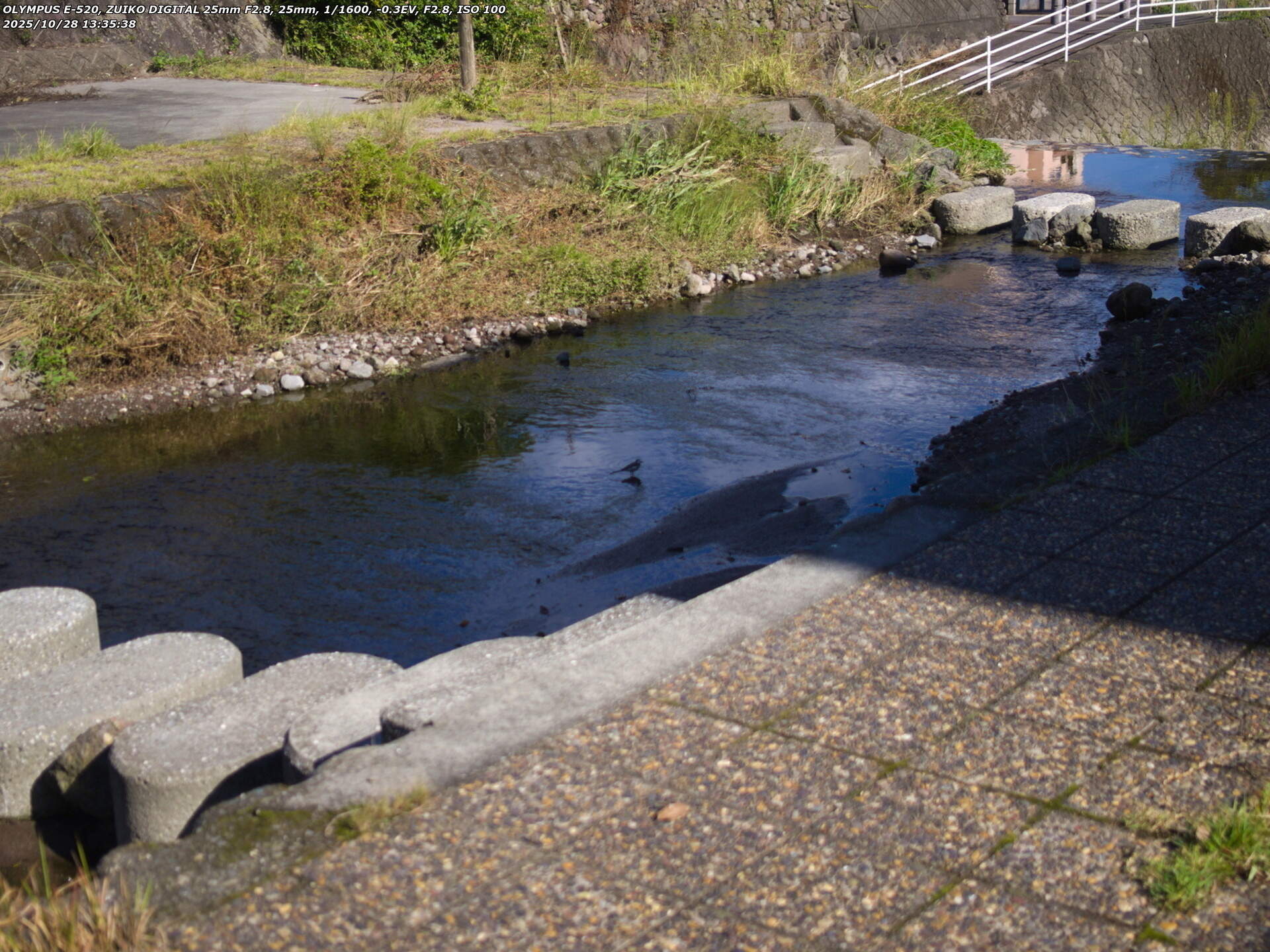 境川(別府市) ハクセキレイ