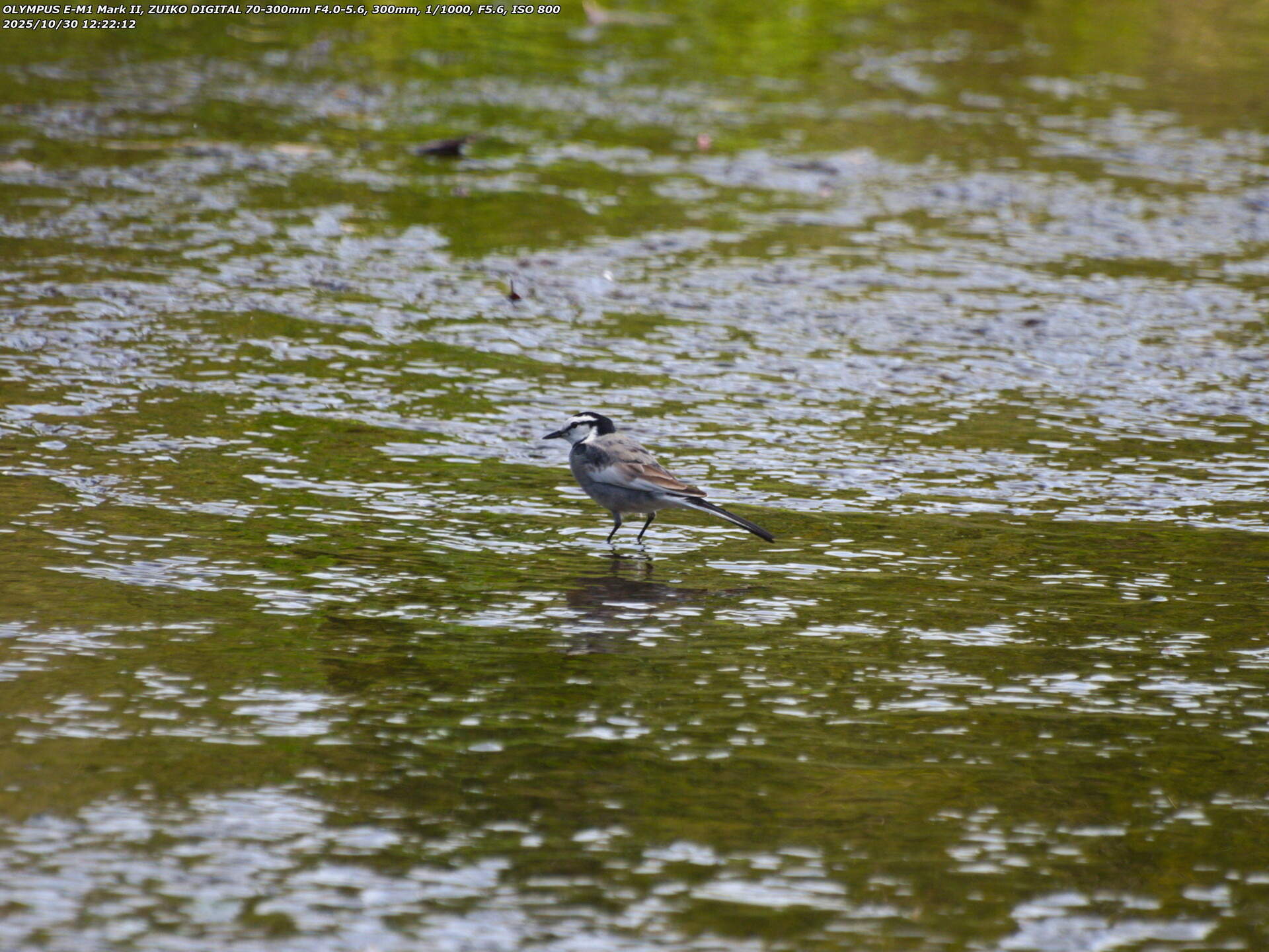 境川(別府市) ハクセキレイ