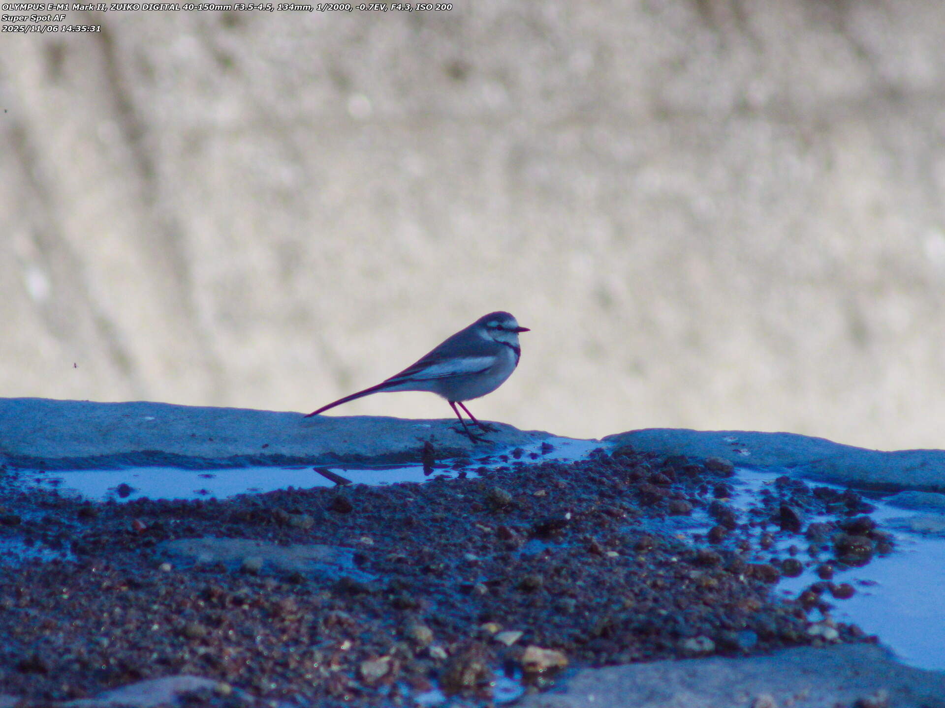 境川(別府市) ハクセキレイ