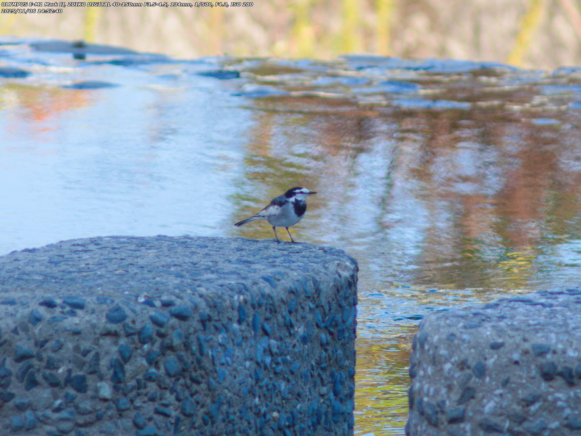 境川(別府市) ハクセキレイ