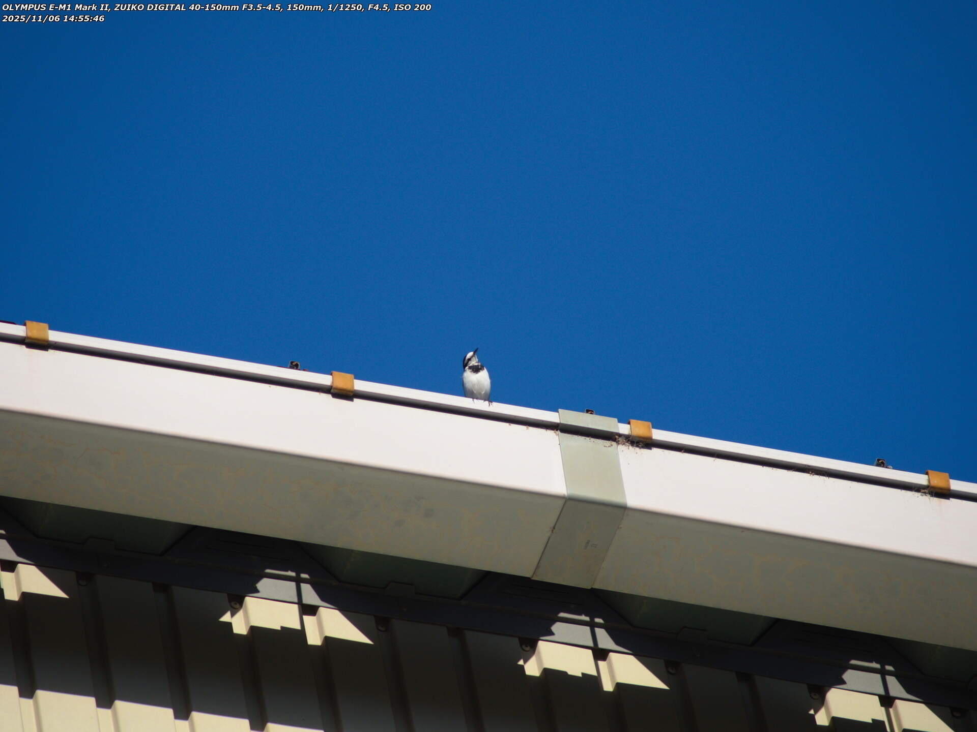 境川(別府市) コスモス荘園店の屋根に止まるハクセキレイ