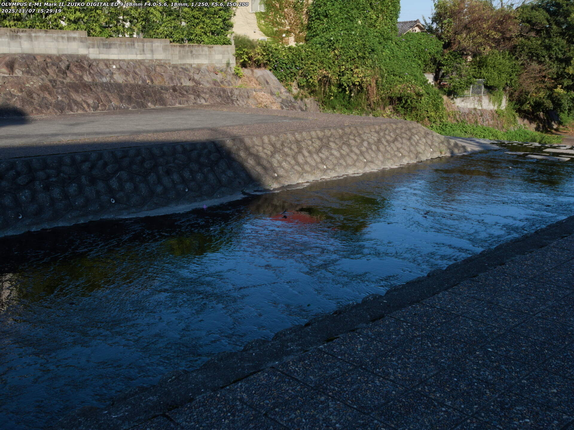 境川(別府市) ハクセキレイとセグロセキレイ