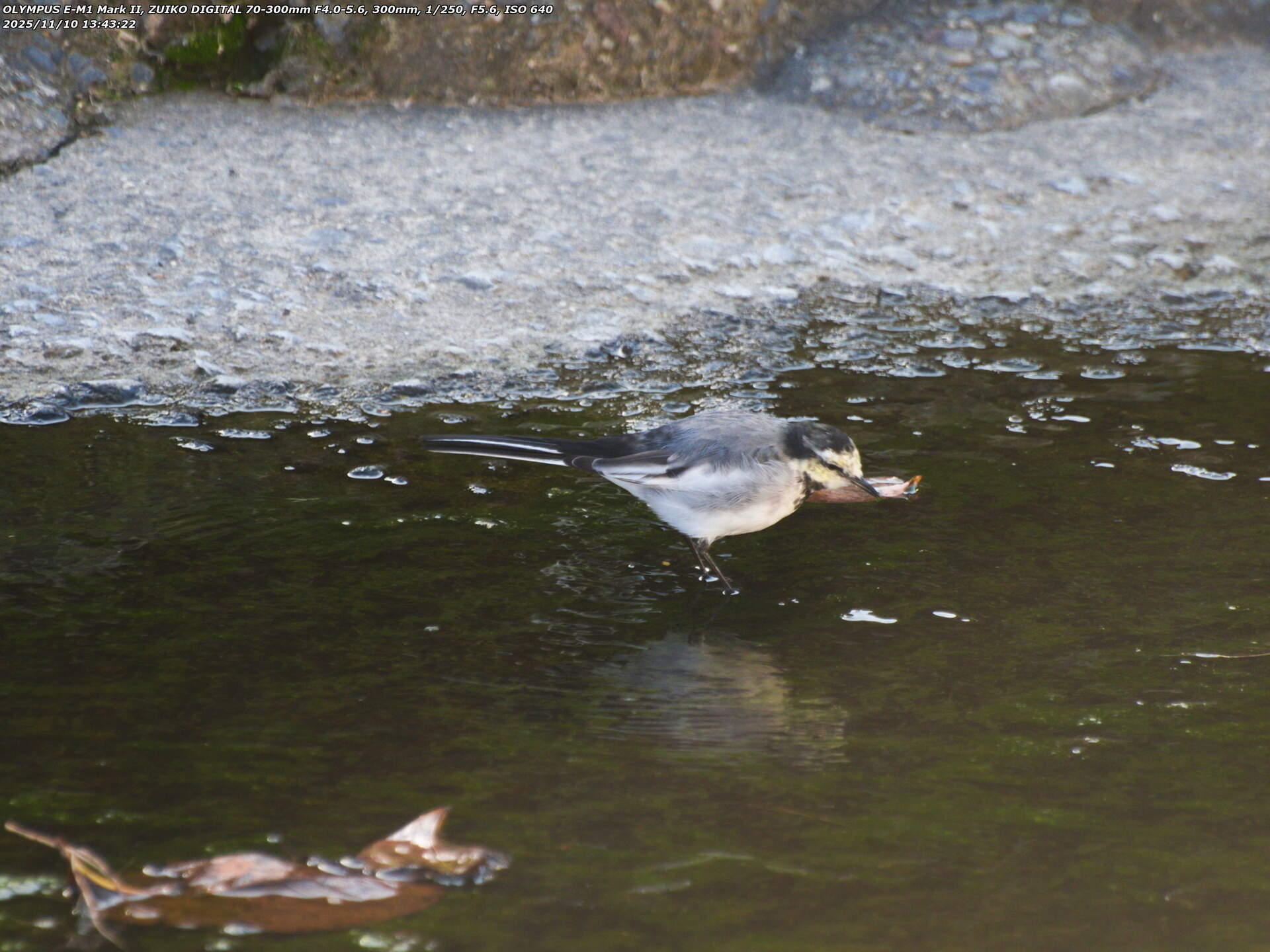 境川(別府市) ハクセキレイ