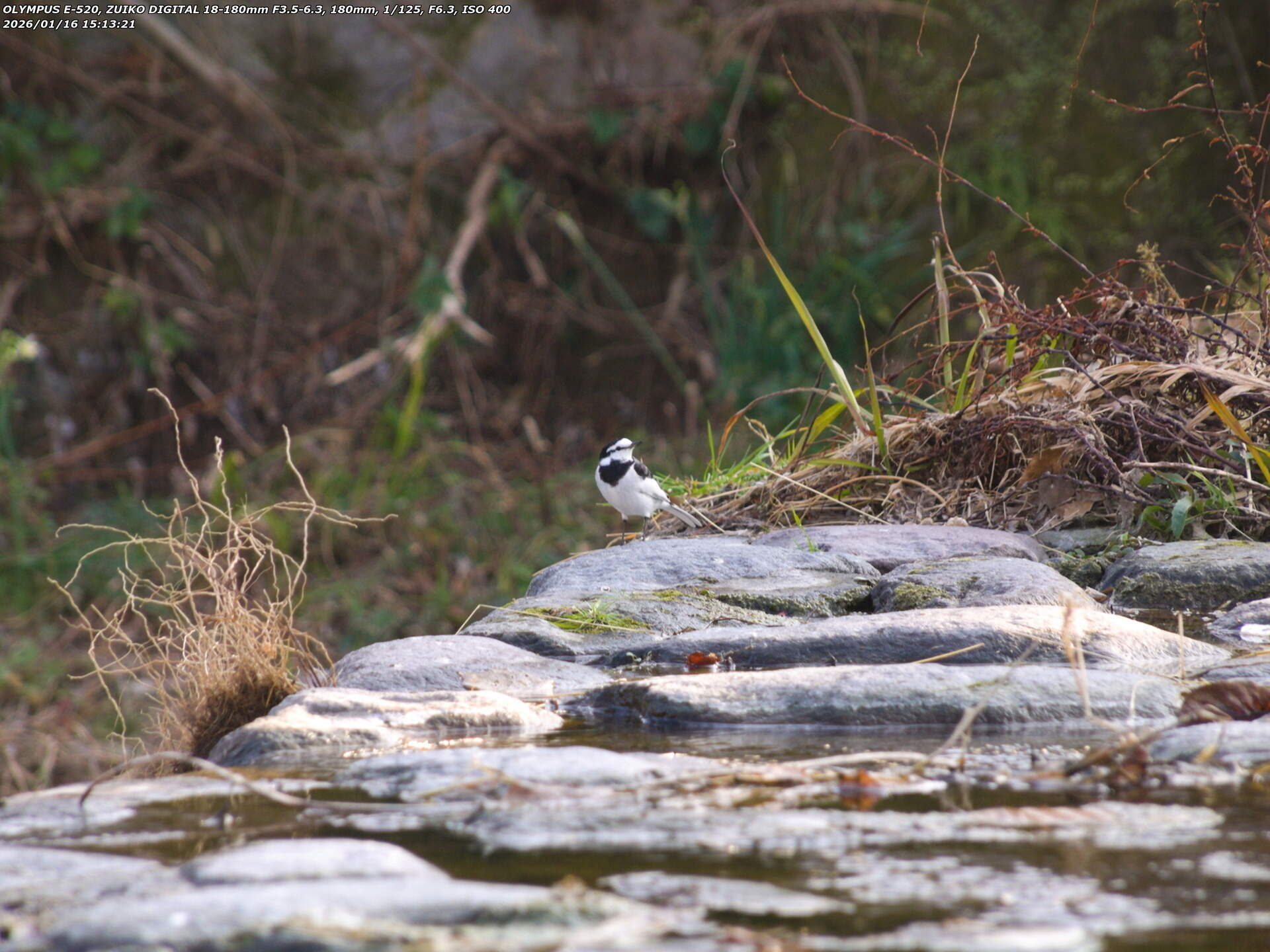 境川(別府市) ハクセキレイ 境川(別府市) ハクセキレイ