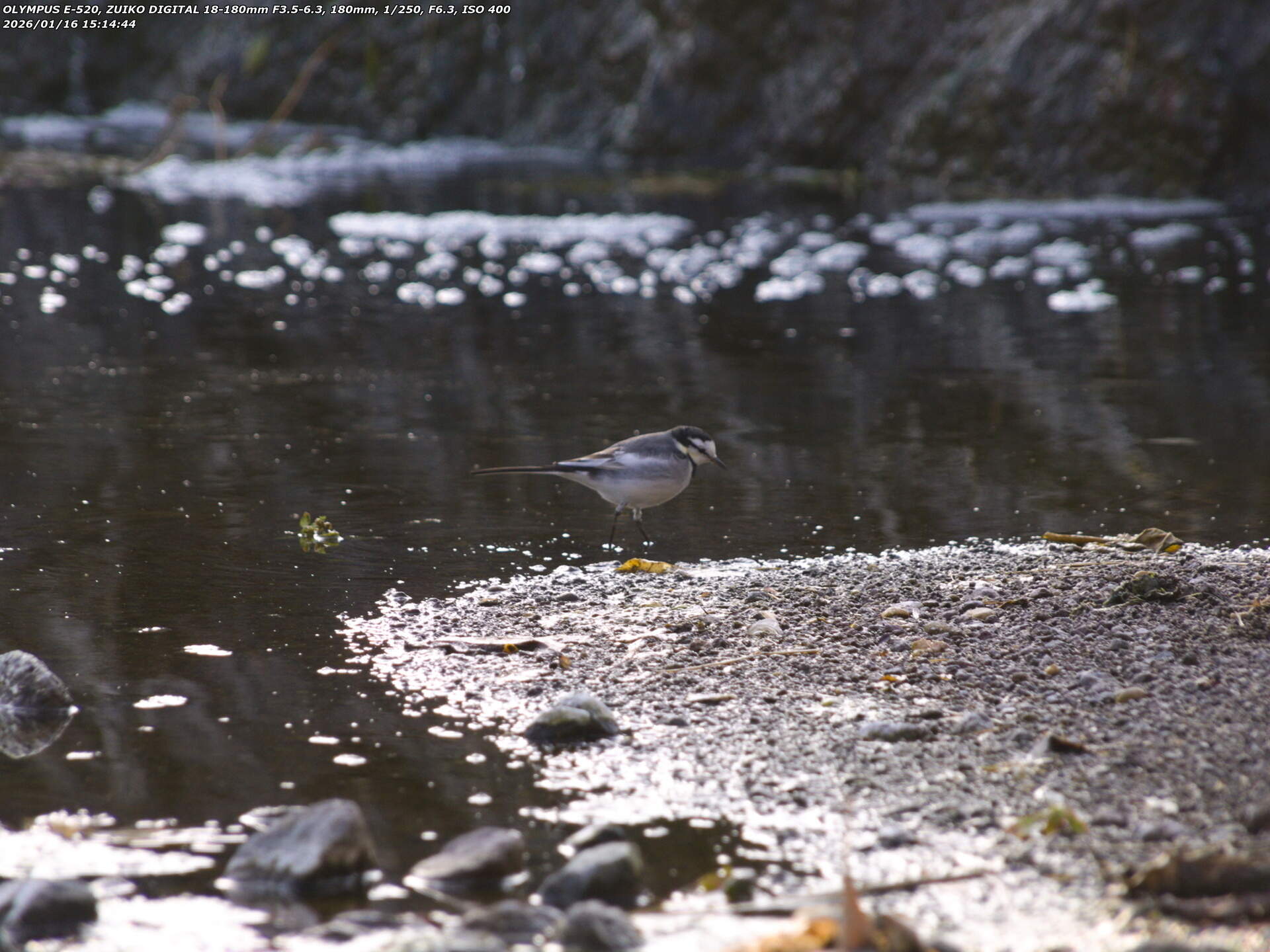 境川(別府市) ハクセキレイ 境川(別府市) ハクセキレイ