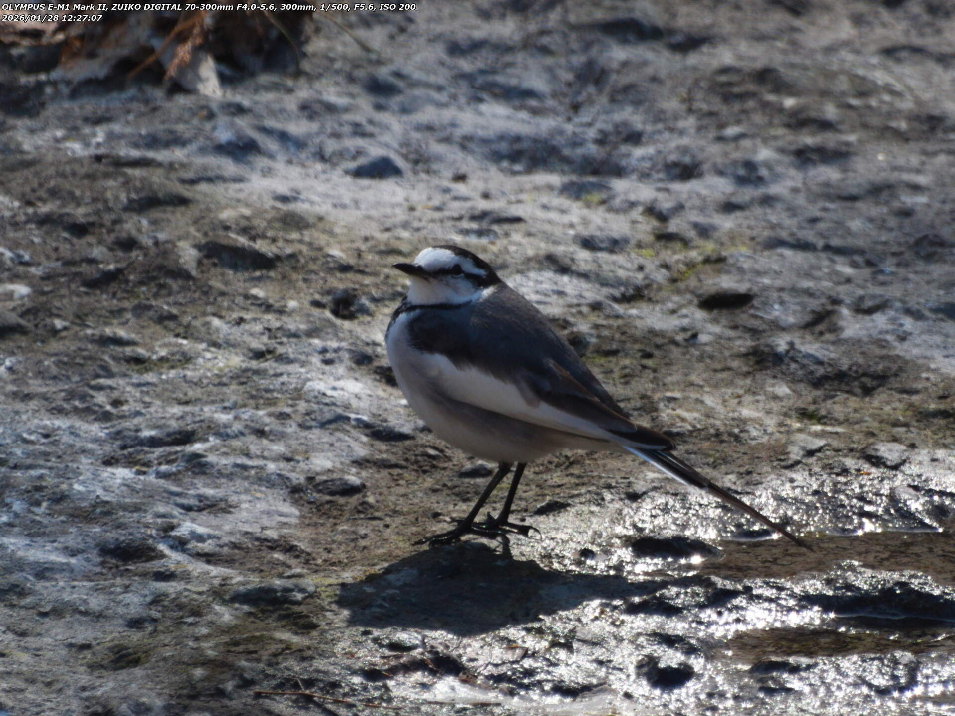 境川(別府市) ハクセキレイ 境川(別府市) ハクセキレイ