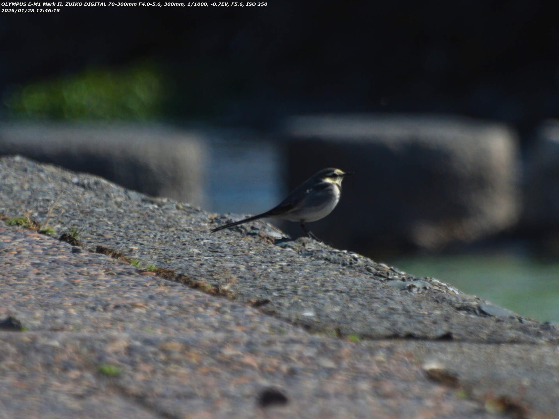 境川(別府市) ハクセキレイ 境川(別府市) ハクセキレイ
