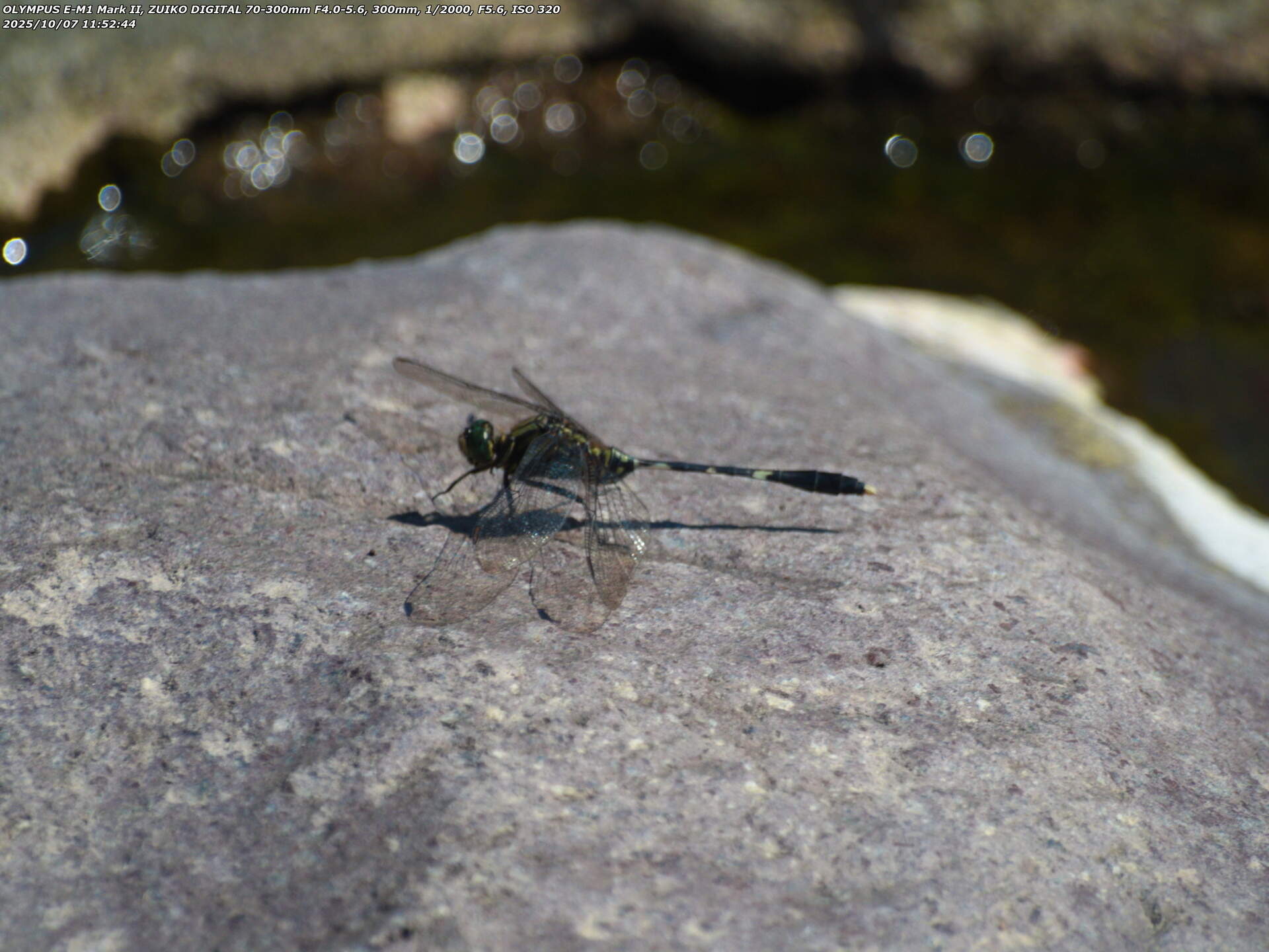 境川(別府市) ハラボソトンボ