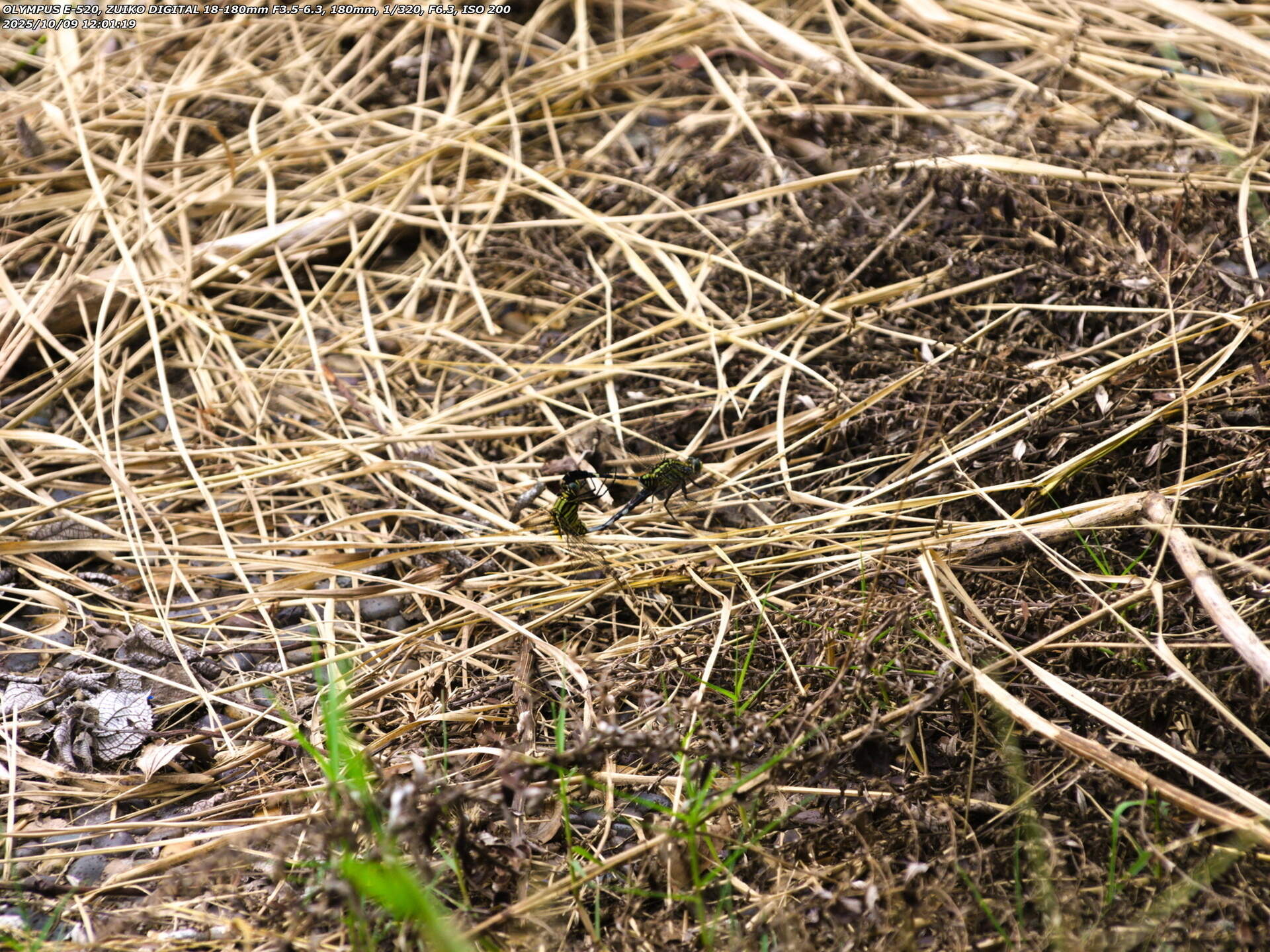 境川(別府市) ハラボソトンボの連結産卵
