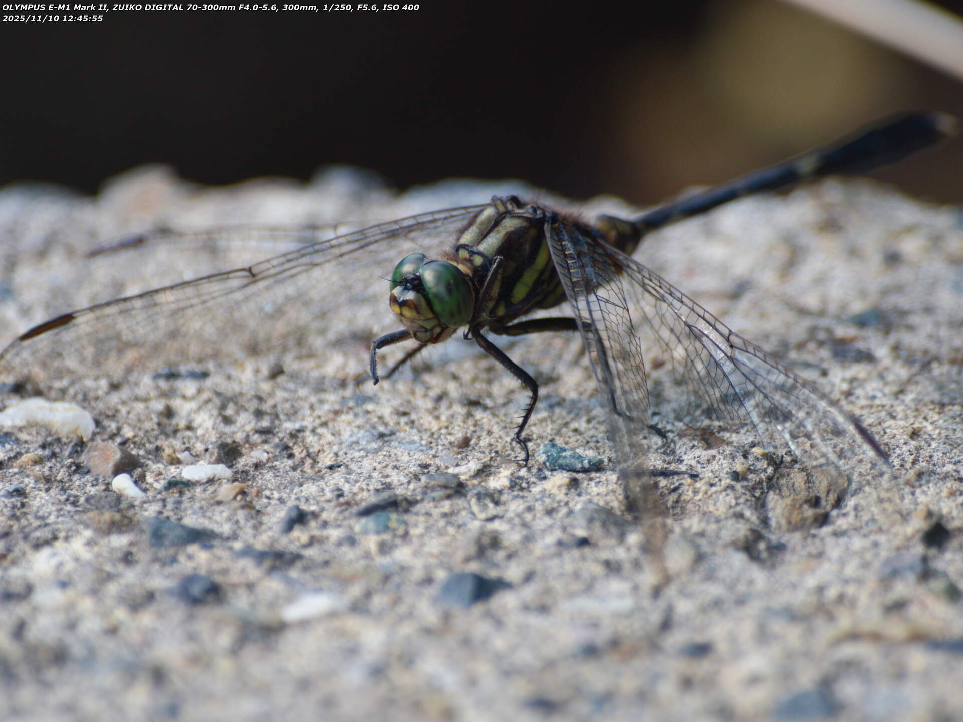 境川(別府市) ハラボソトンボ
