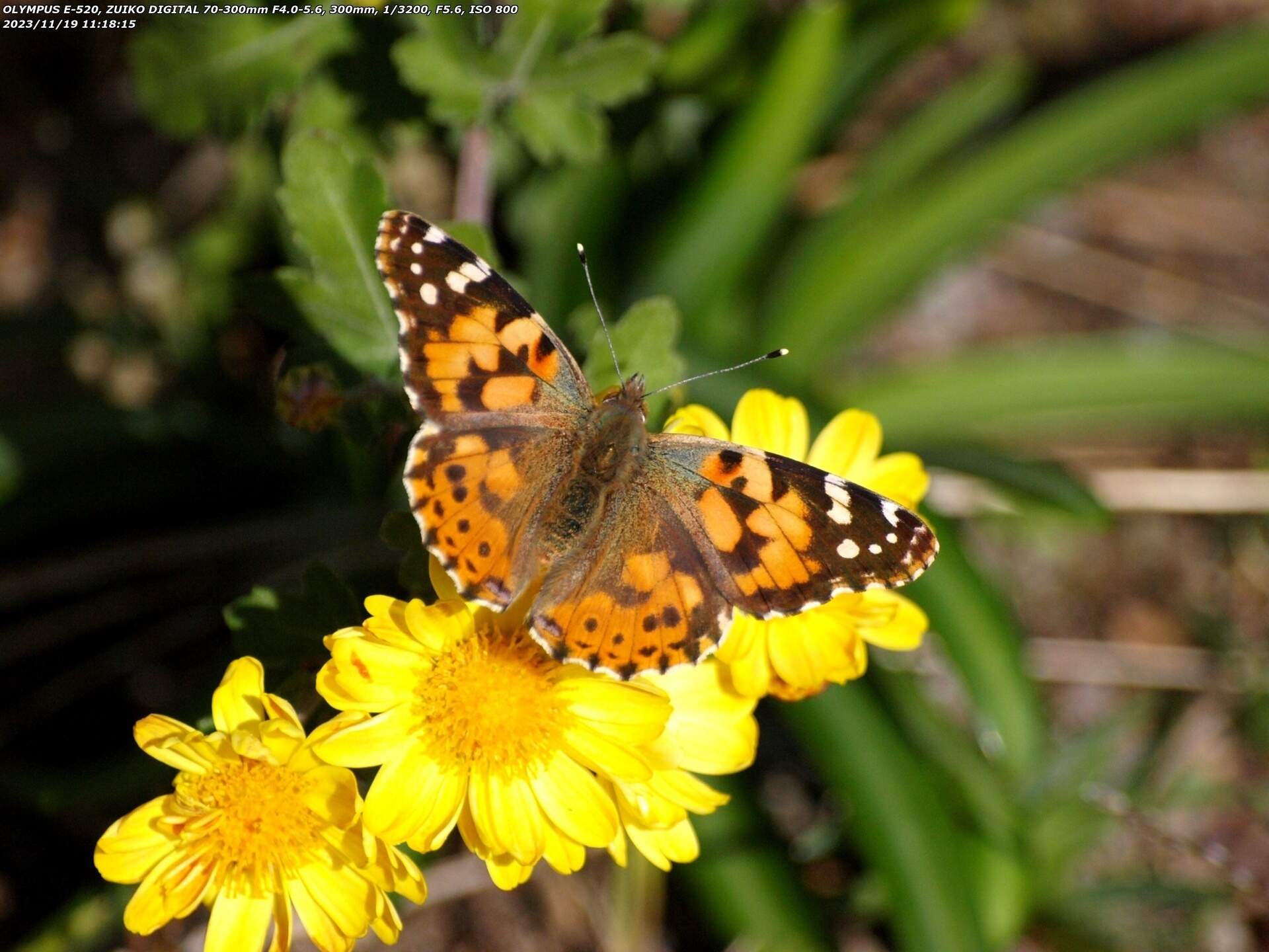 境川(別府市) ヒメアカタテハ