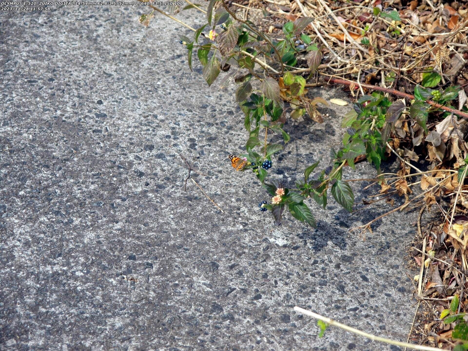 境川(別府市) ヒメアカタテハ