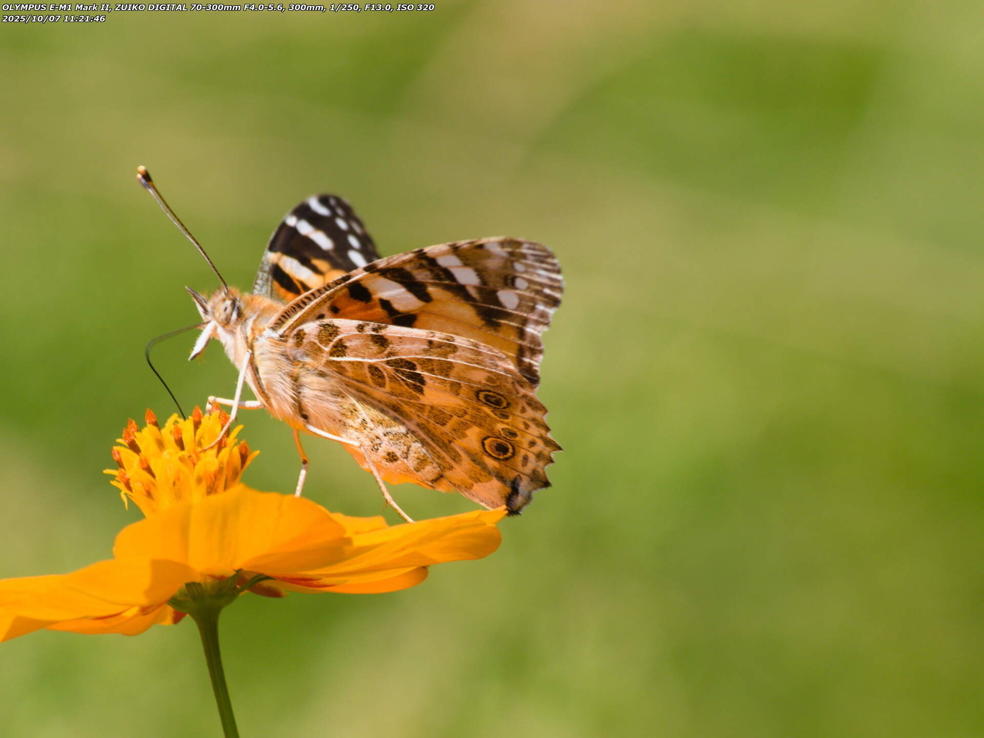 境川(別府市) ヒメアカタテハ