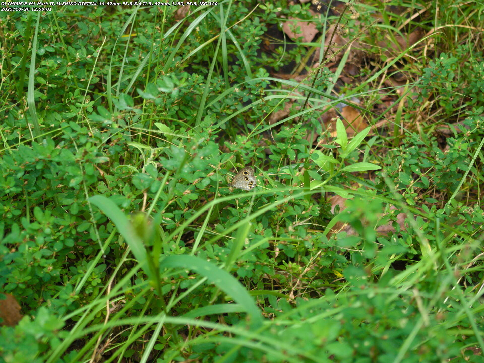 南立石公園町(別府市) ヒメウラナミジャノメ