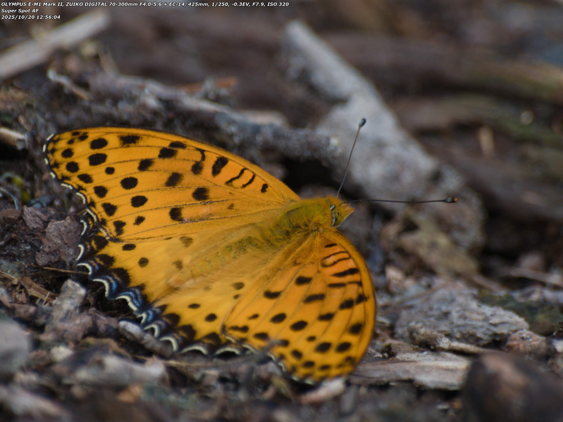 境川(別府市) ツマグロヒョウモンのオス