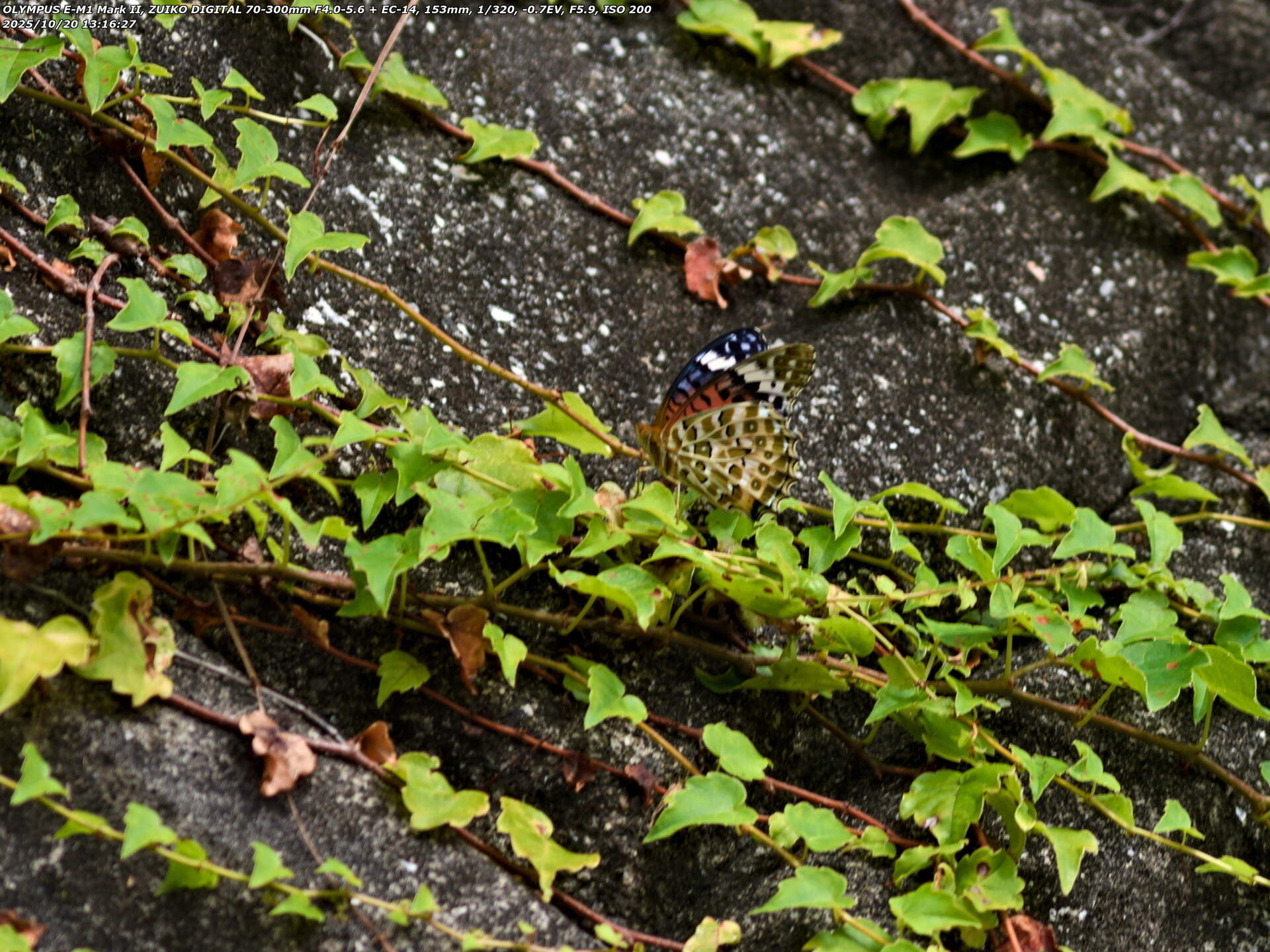 境川(別府市) ツマグロヒョウモンのメス