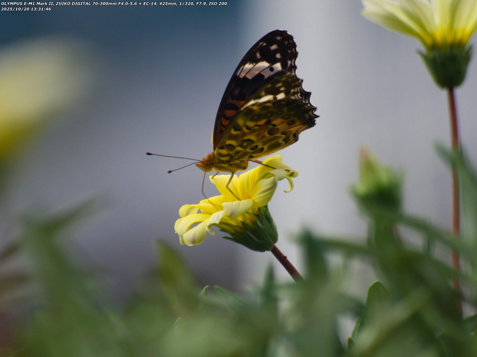 境川(別府市) ガザニアの花の蜜を吸うツマグロヒョウモンのメス