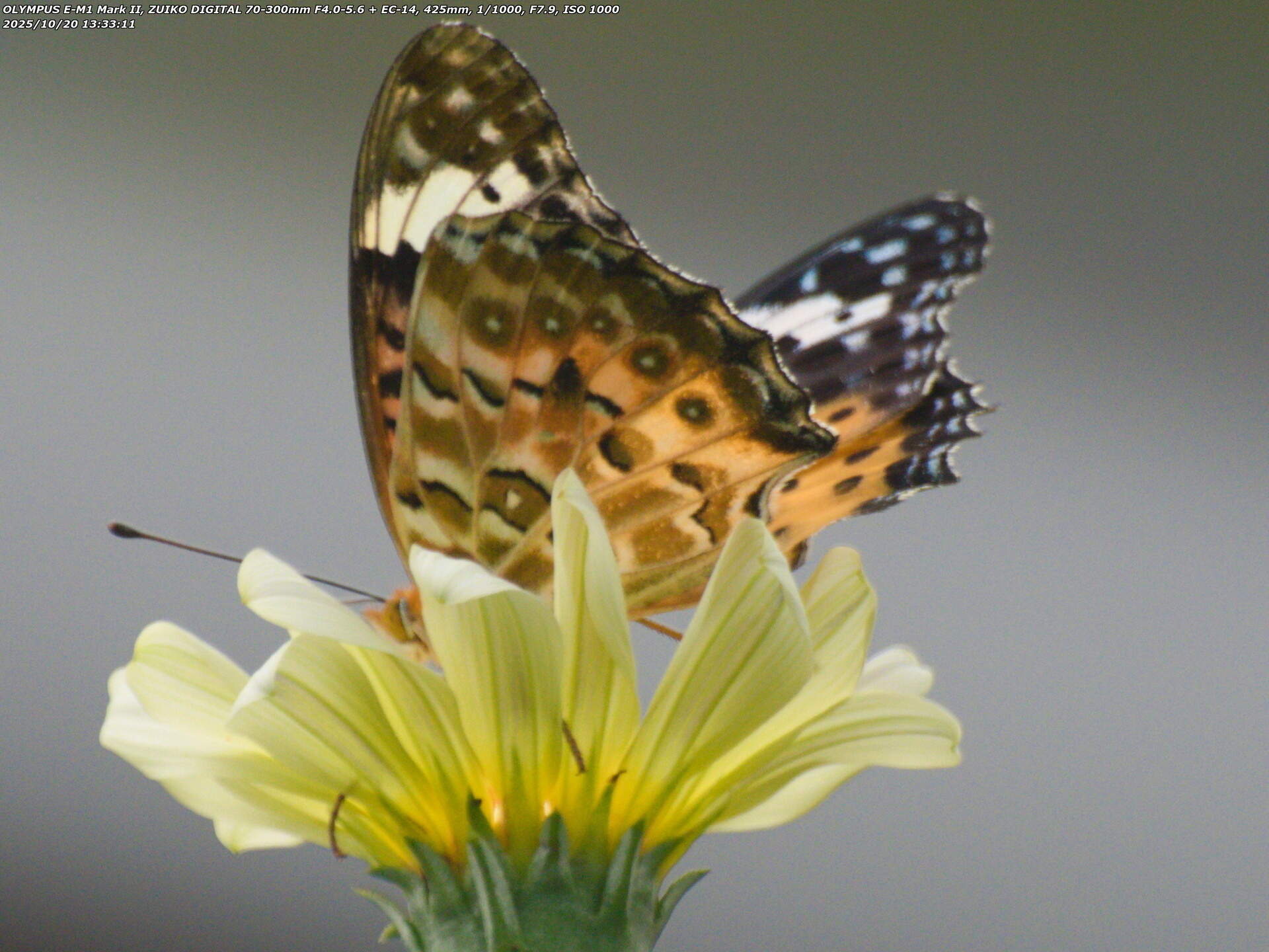 境川(別府市) ガザニアの花の蜜を吸うツマグロヒョウモンのメス
