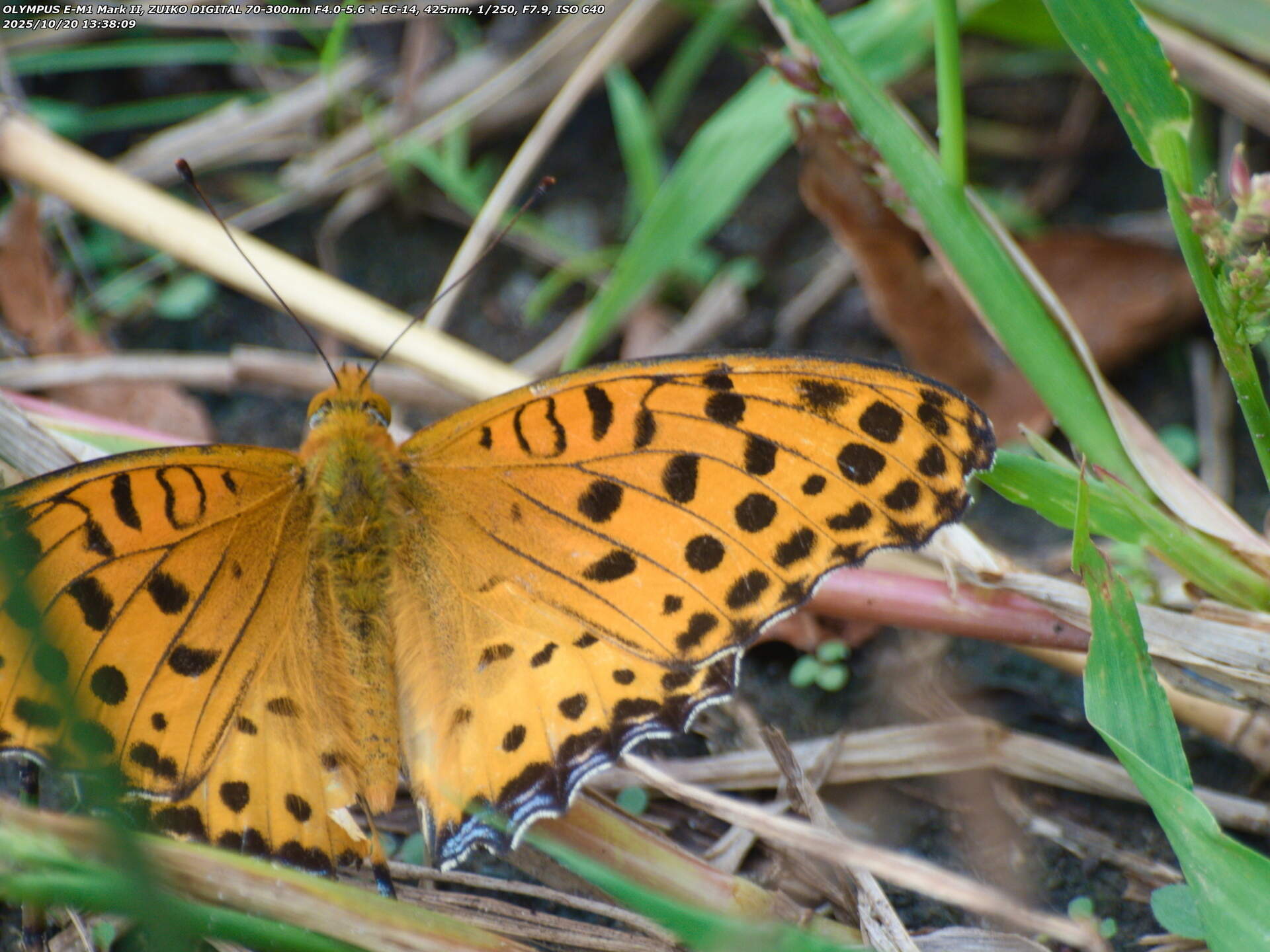 境川(別府市) ツマグロヒョウモンのオス