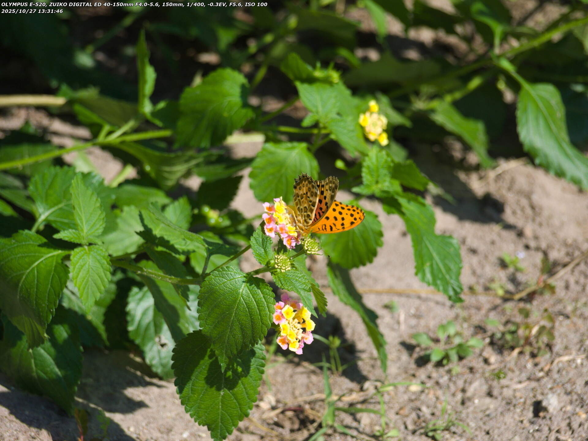 境川(別府市) ヒョウモンチョウ(ツマグロヒョウモン)のオス
