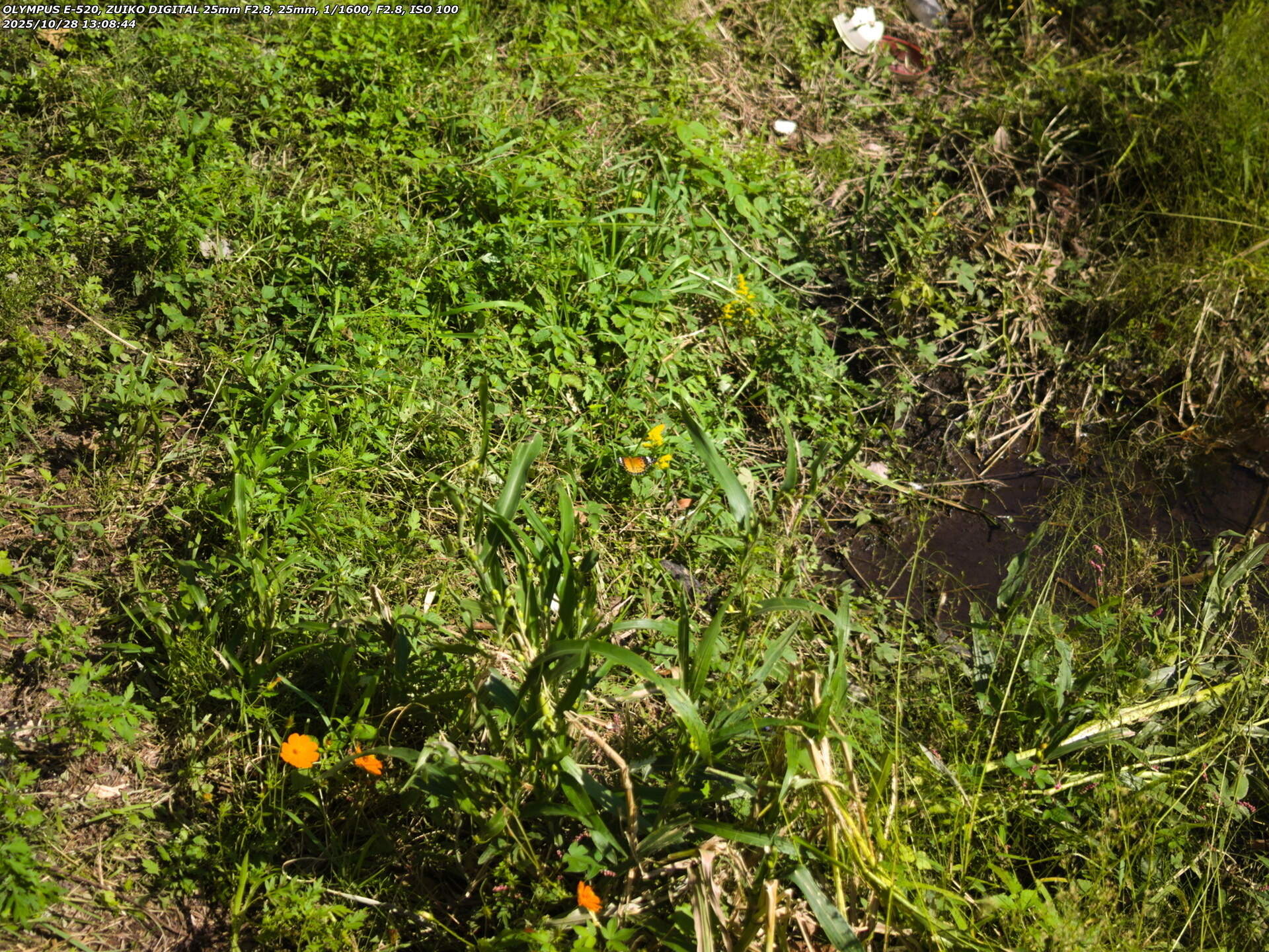 境川(別府市) ツマグロヒョウモンのメス