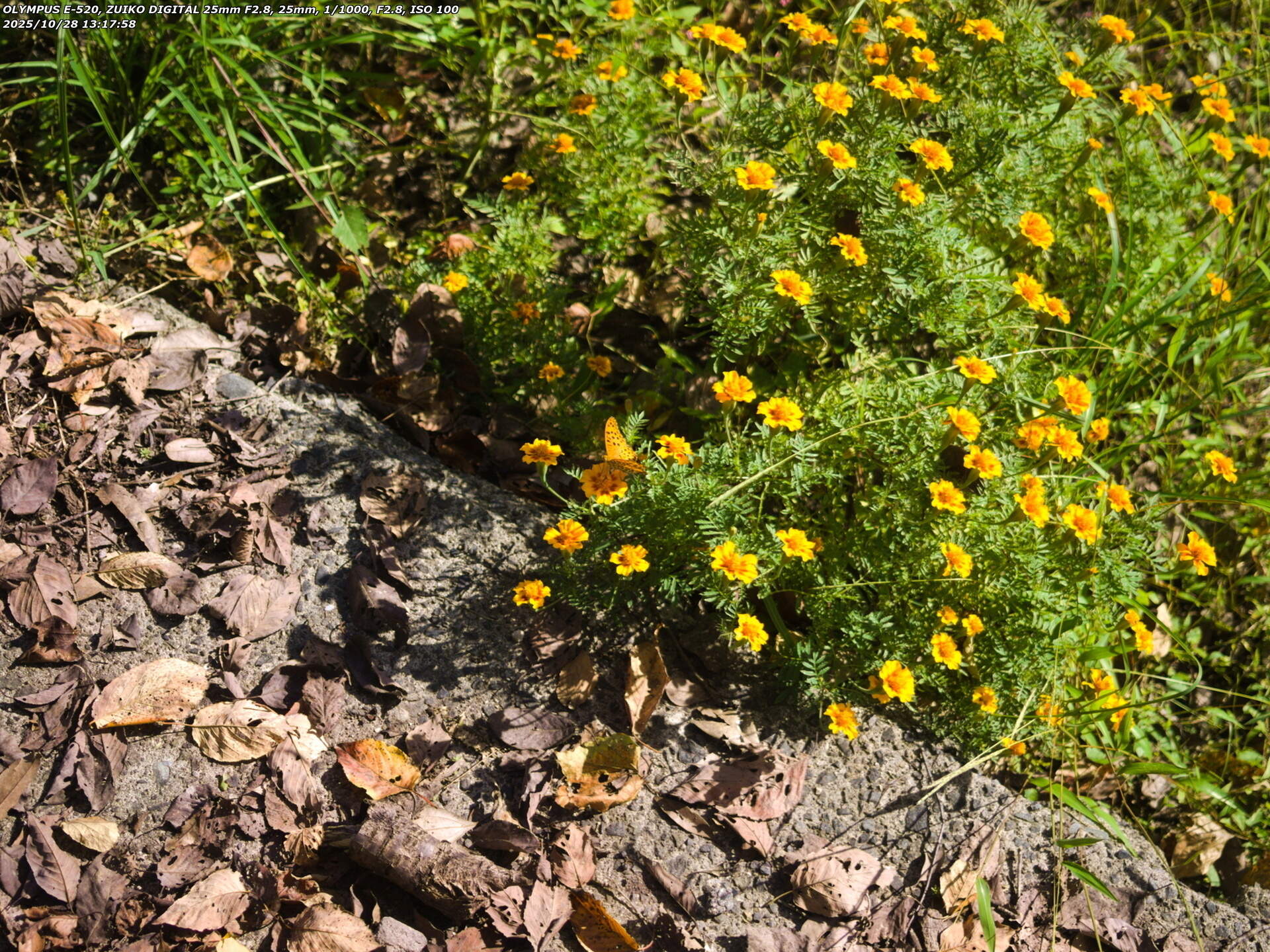 境川(別府市) ツマグロヒョウモンのオス