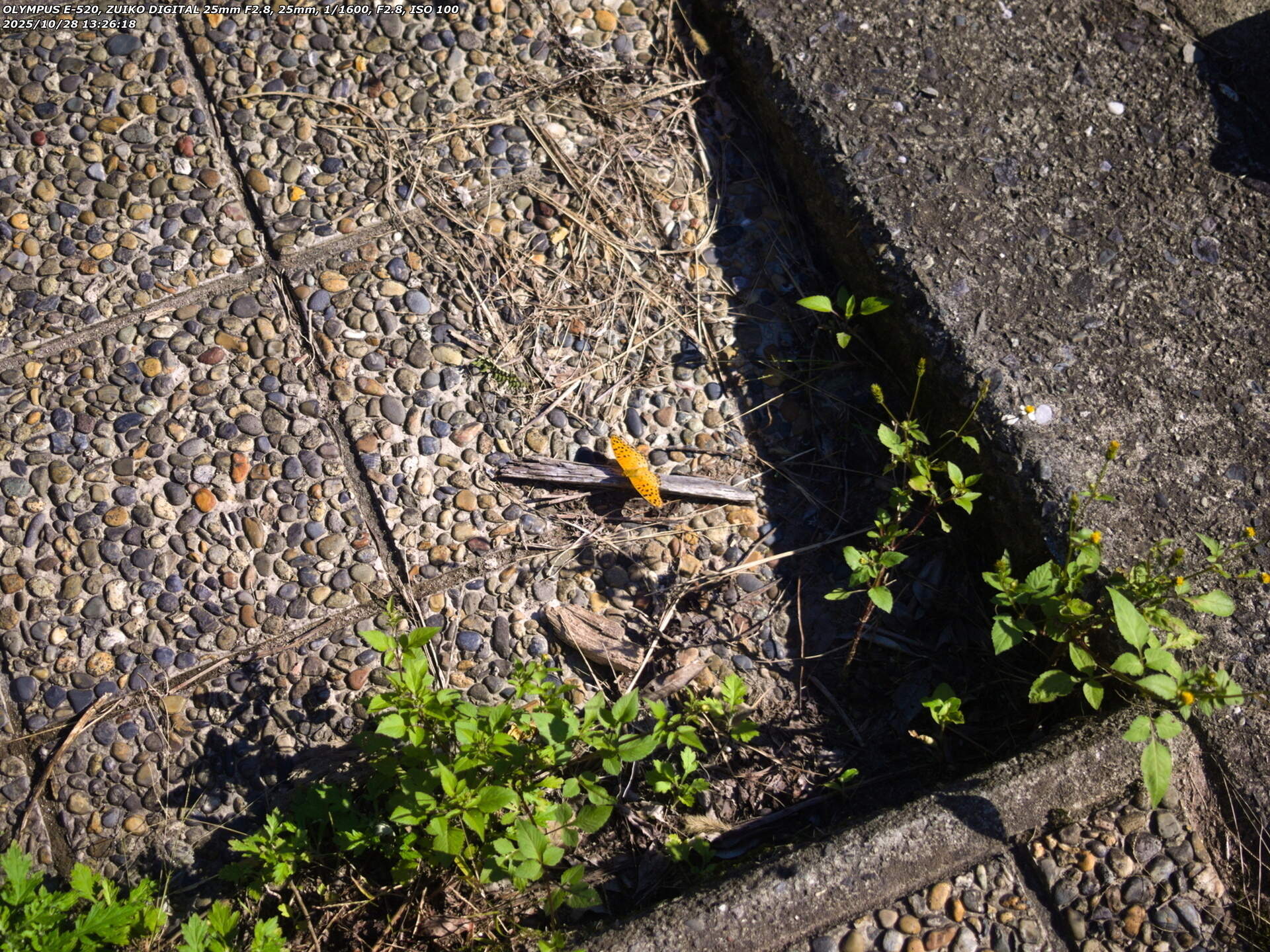 境川(別府市) ツマグロヒョウモンのオス