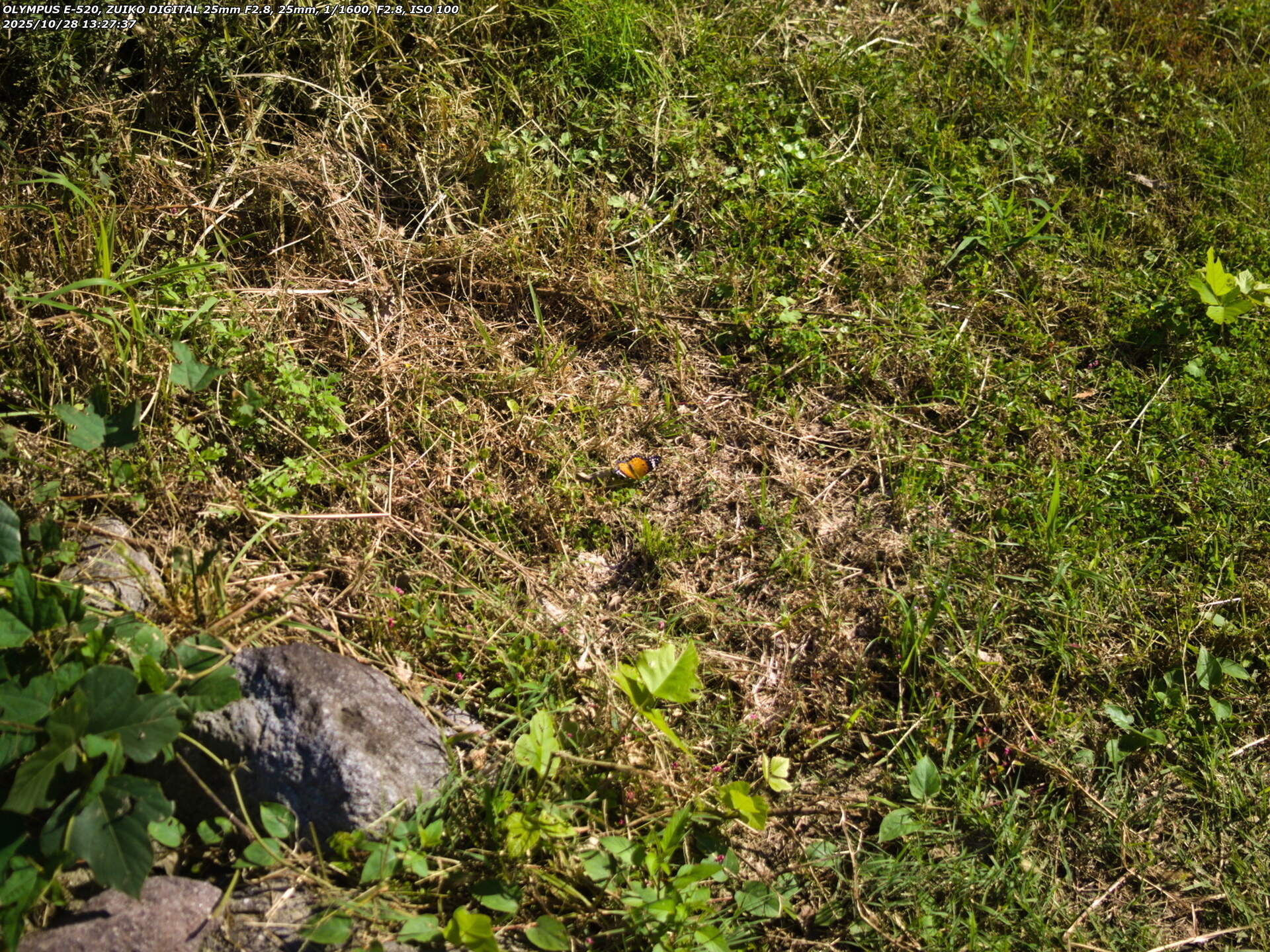 境川(別府市) ツマグロヒョウモンのメス