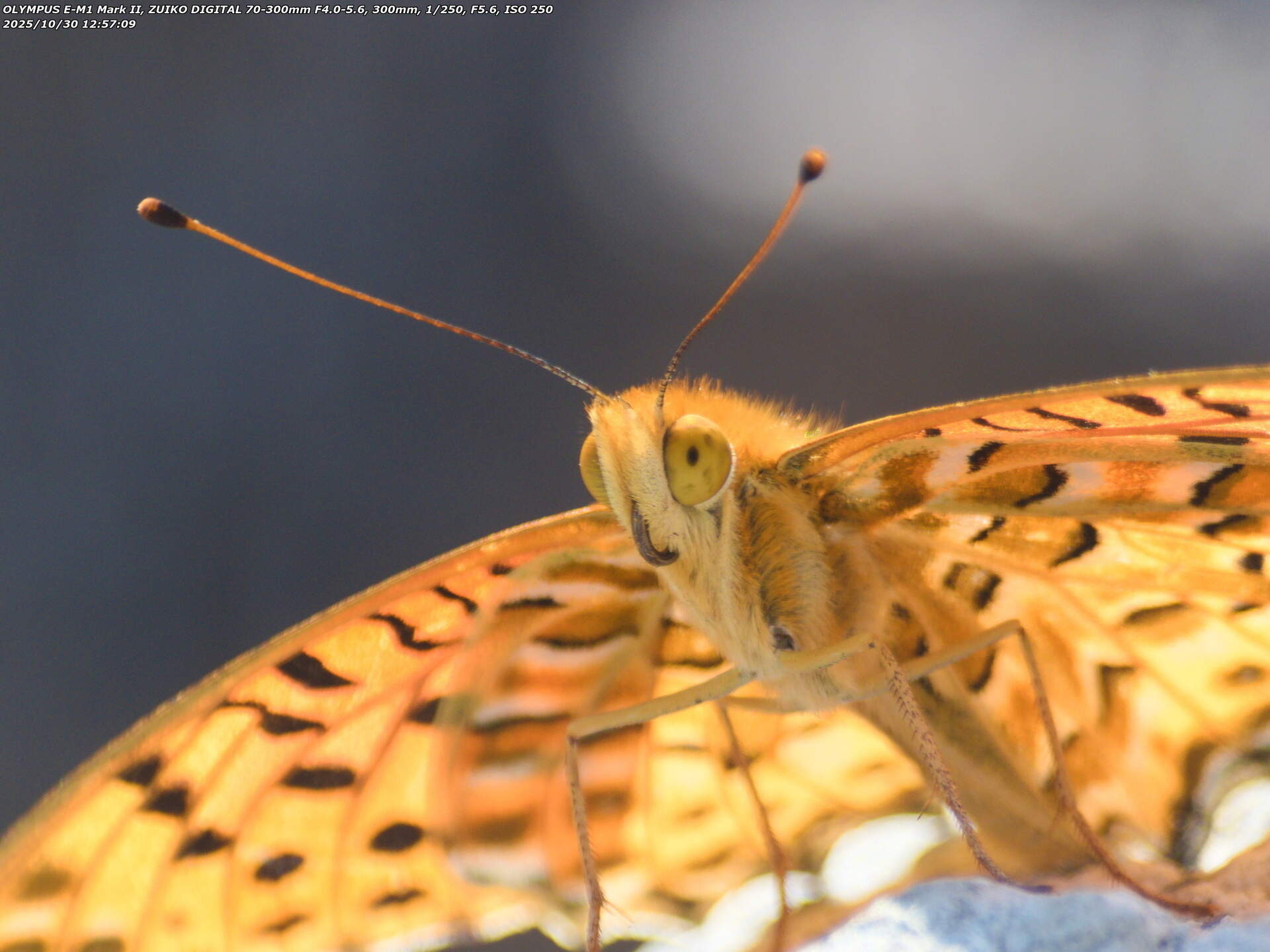 境川(別府市) ツマグロヒョウモンのオスのアップ