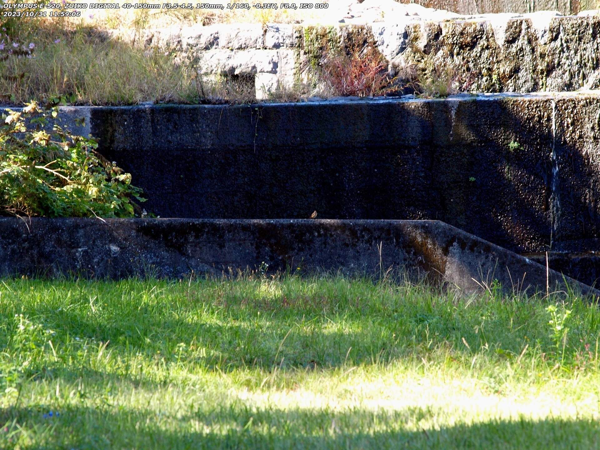 境川(別府市) 砂防ダムの堤防に止まるジョウビタキのメス