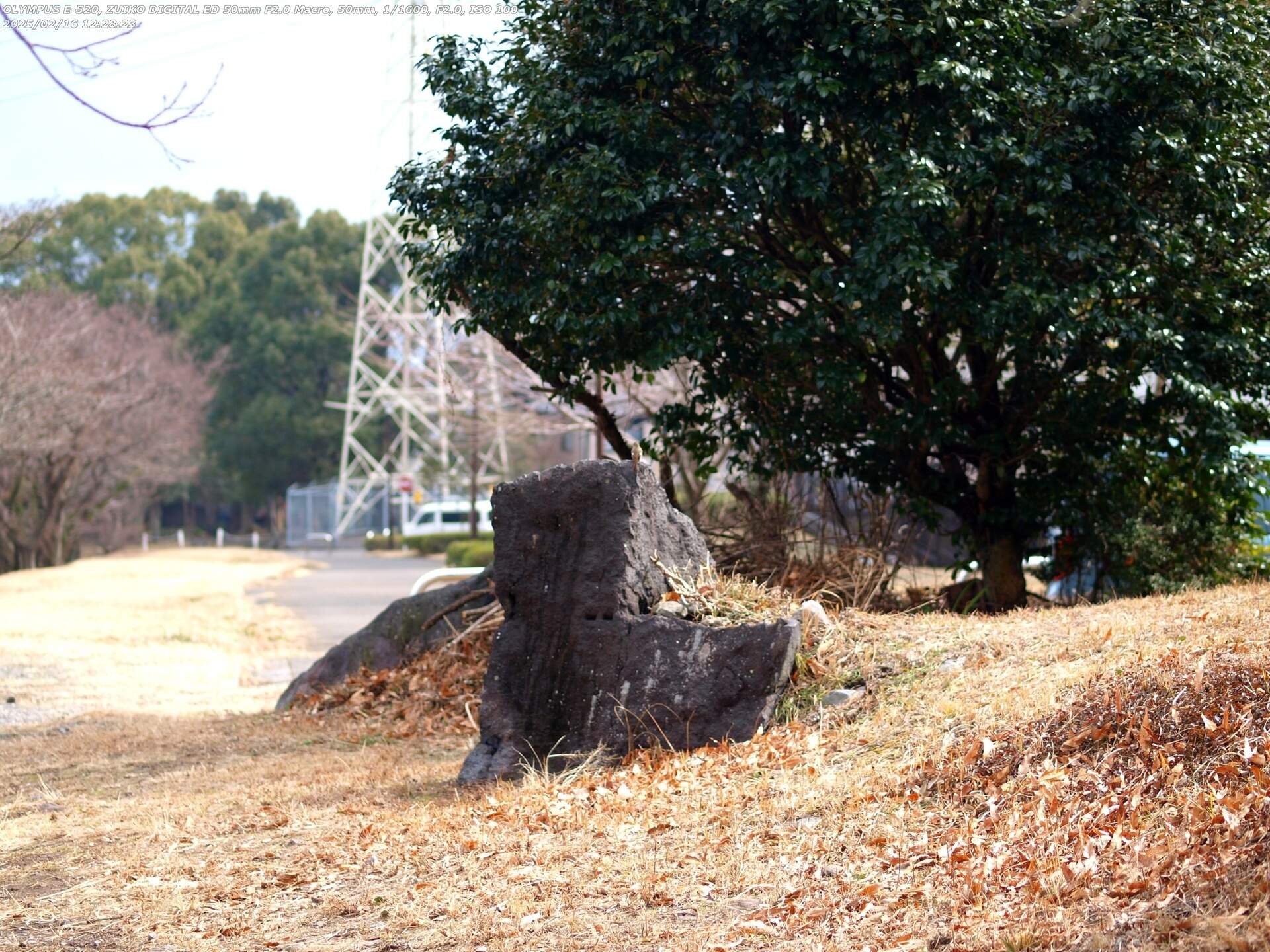 南立石二区(別府市) 岩に止まるジョウビタキのメス