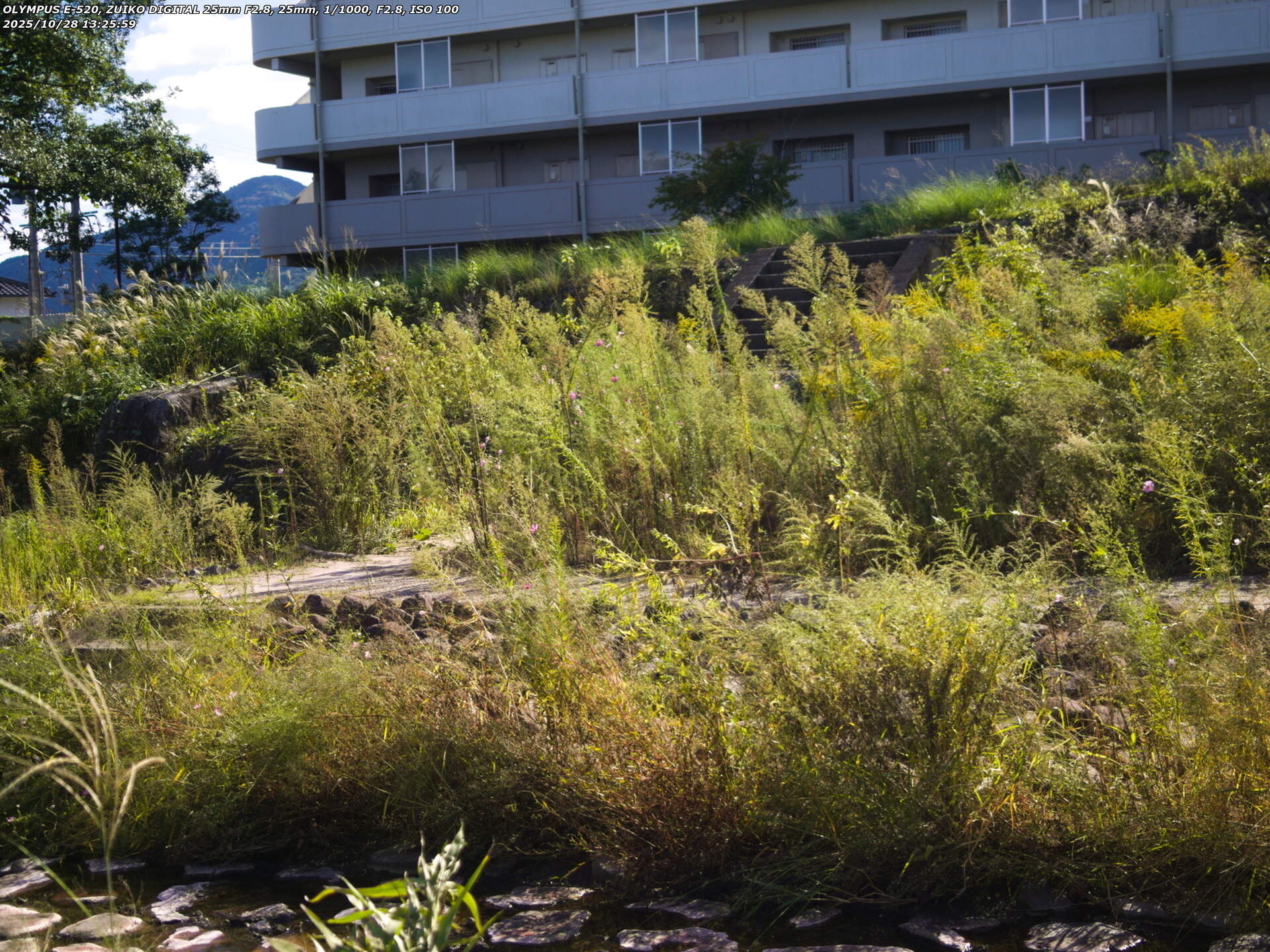 境川(別府市) ジョウビタキのメス