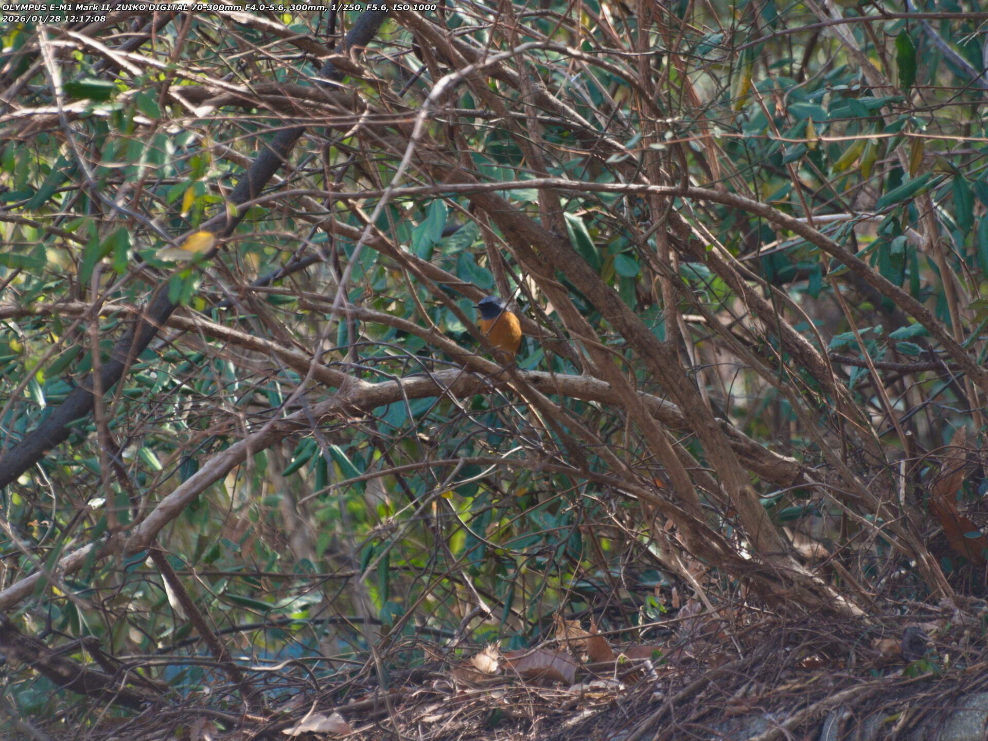 境川(別府市) ジョウビタキのオス 境川(別府市) ジョウビタキのオス