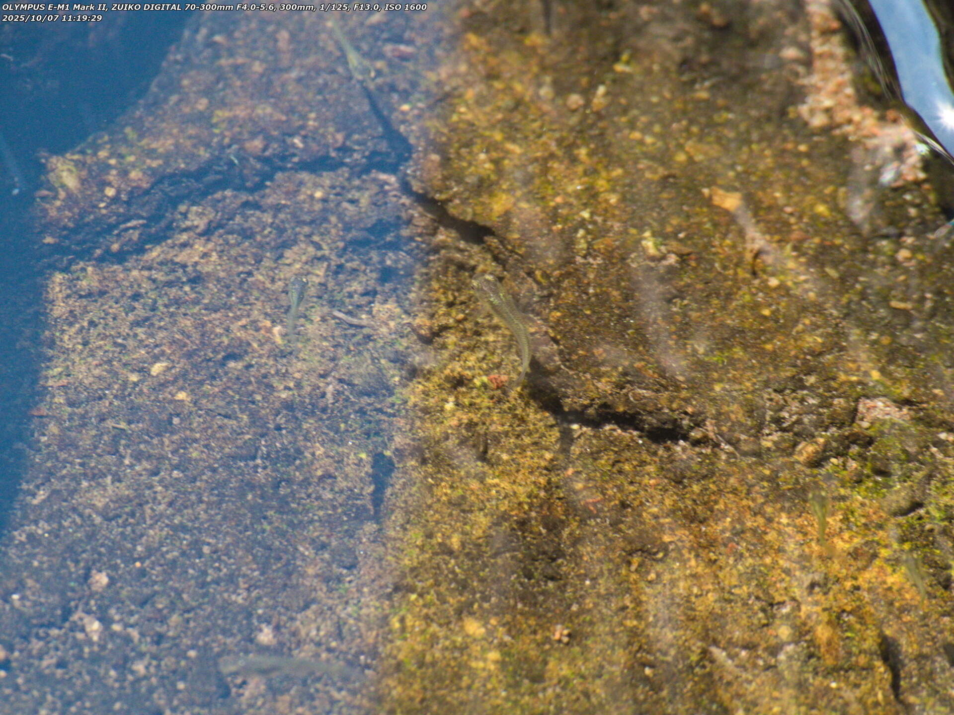 境川(別府市) カダヤシ疑惑の魚
