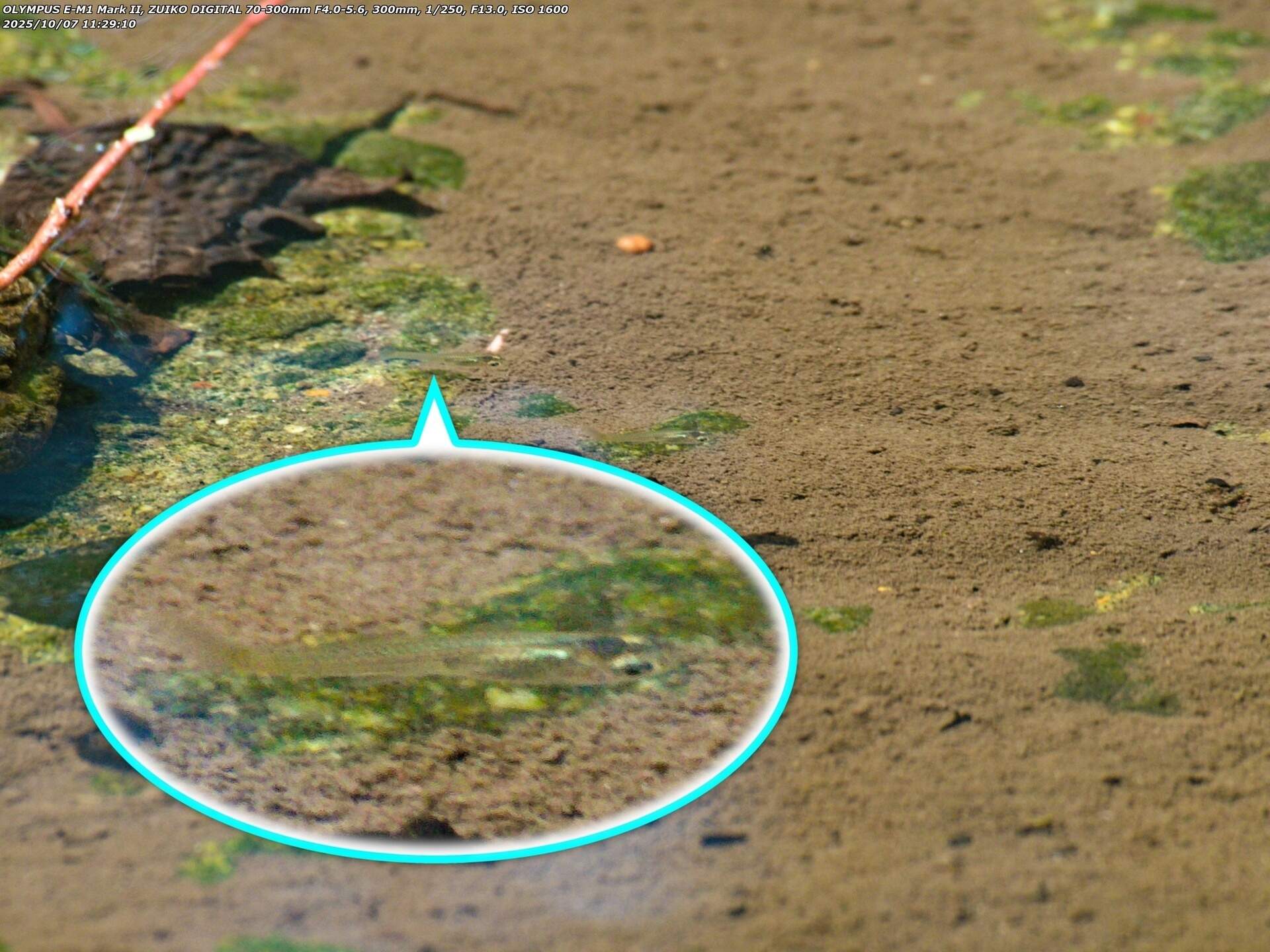 境川(別府市) ここにもカダヤシ疑惑の魚がいる