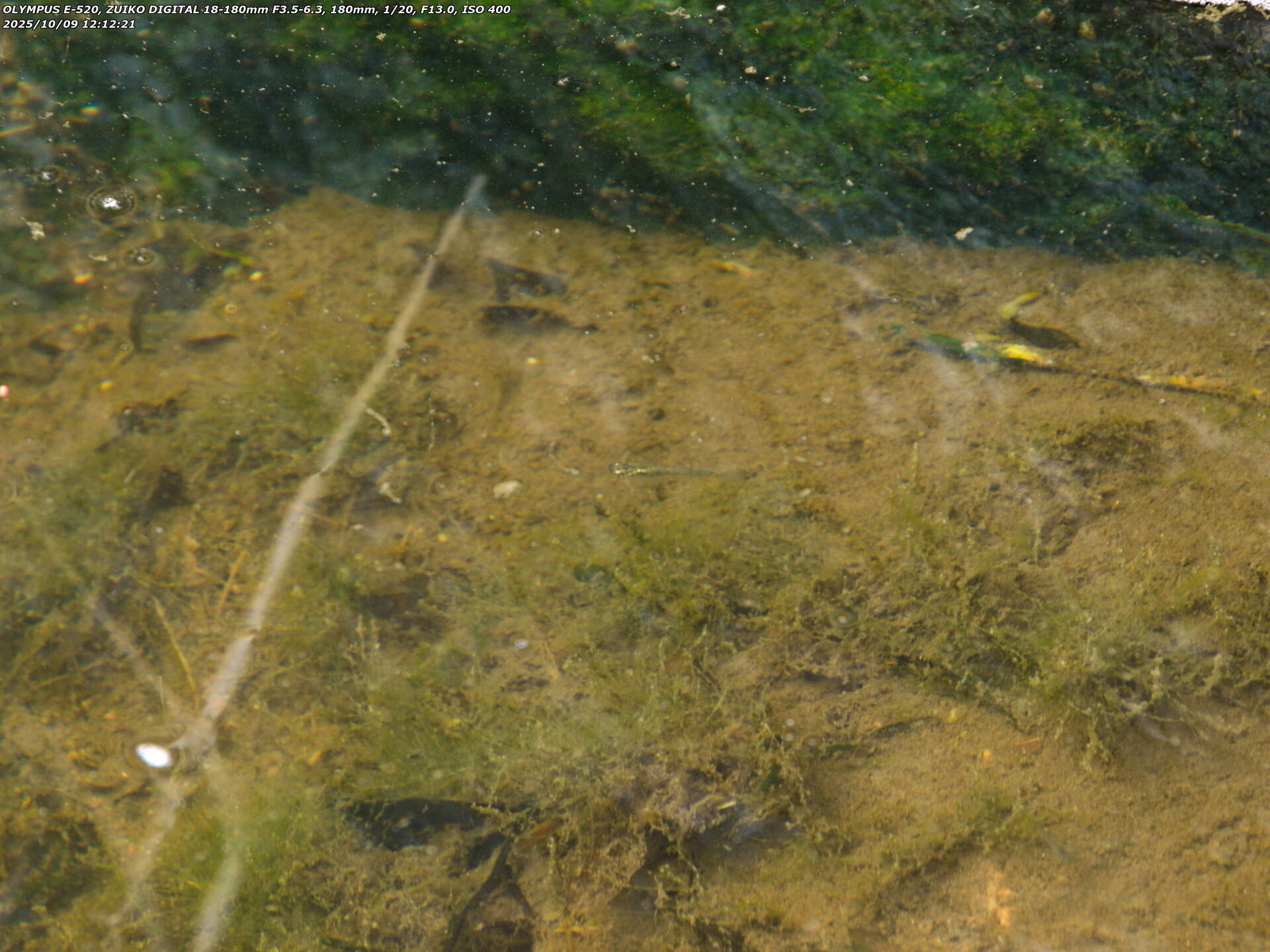 境川(別府市) カダヤシ疑惑の魚