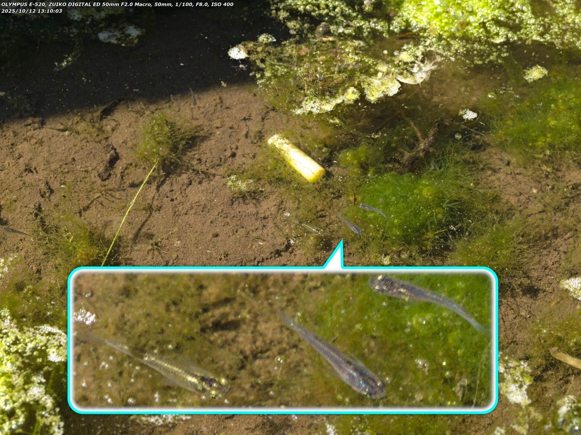 境川(別府市) カダヤシ疑惑の魚