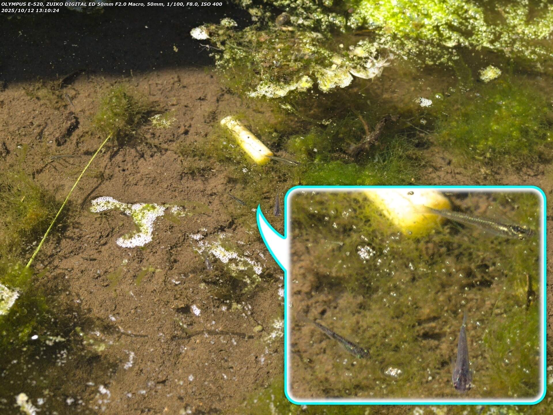 境川(別府市) カダヤシ疑惑の魚